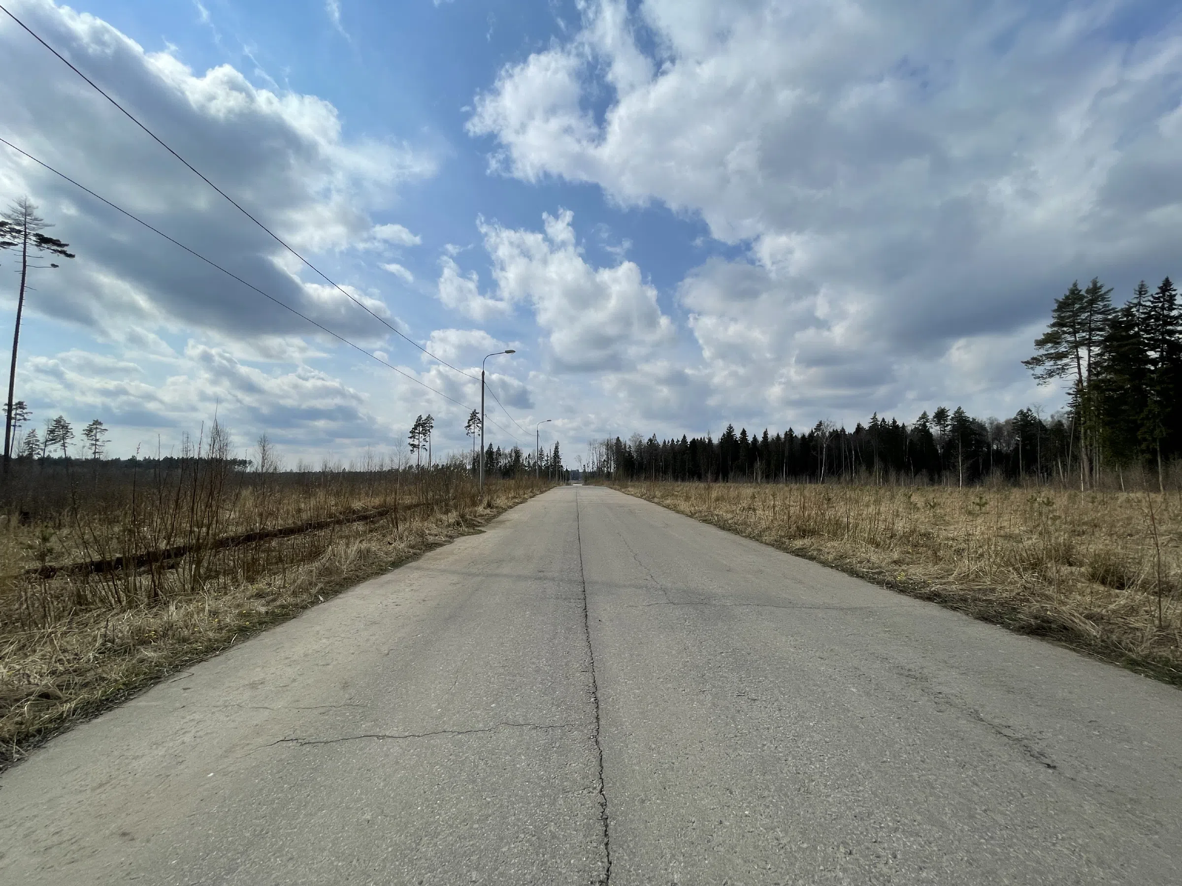 Лесная дорога с елями, фото 17