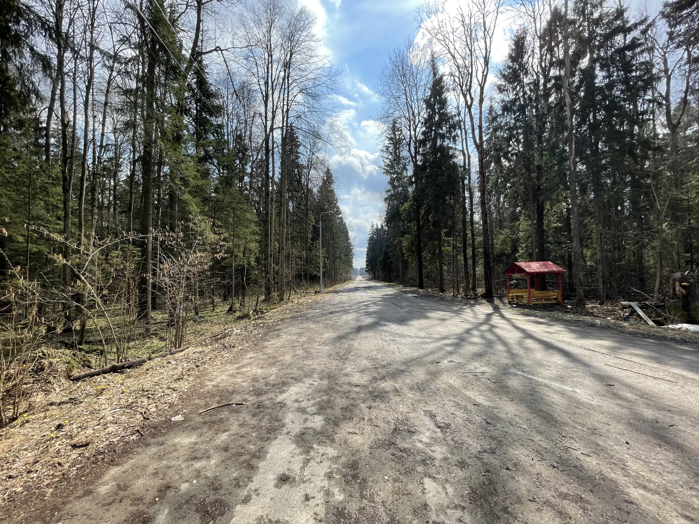 Лесная дорога с елями, фото 20