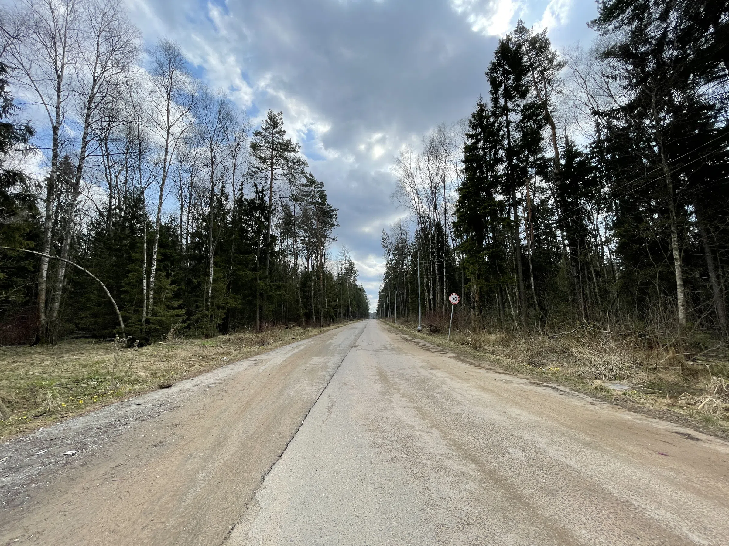 Лесная дорога с елями, фото 2