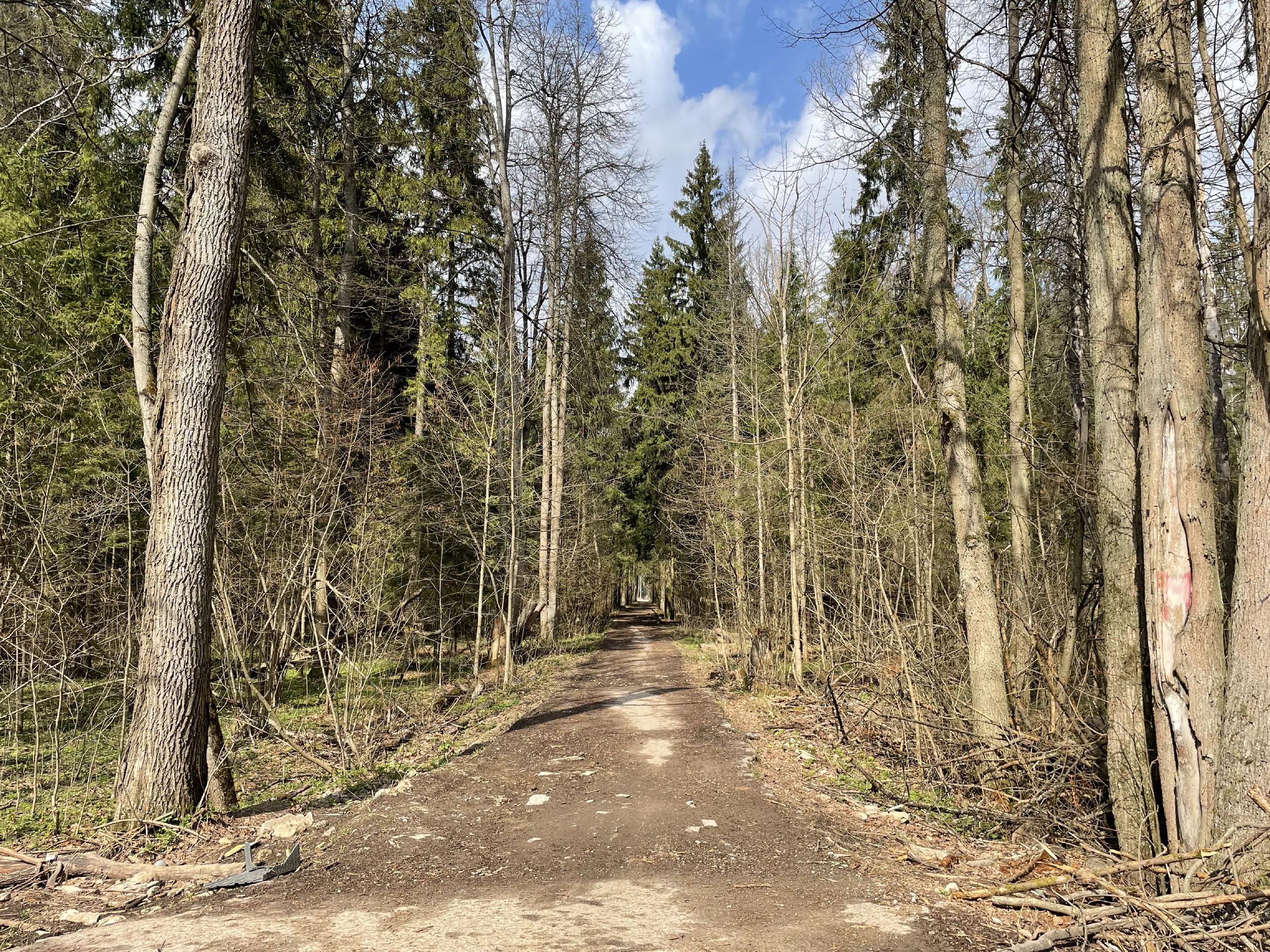 Лесная дорога с елями, фото 22