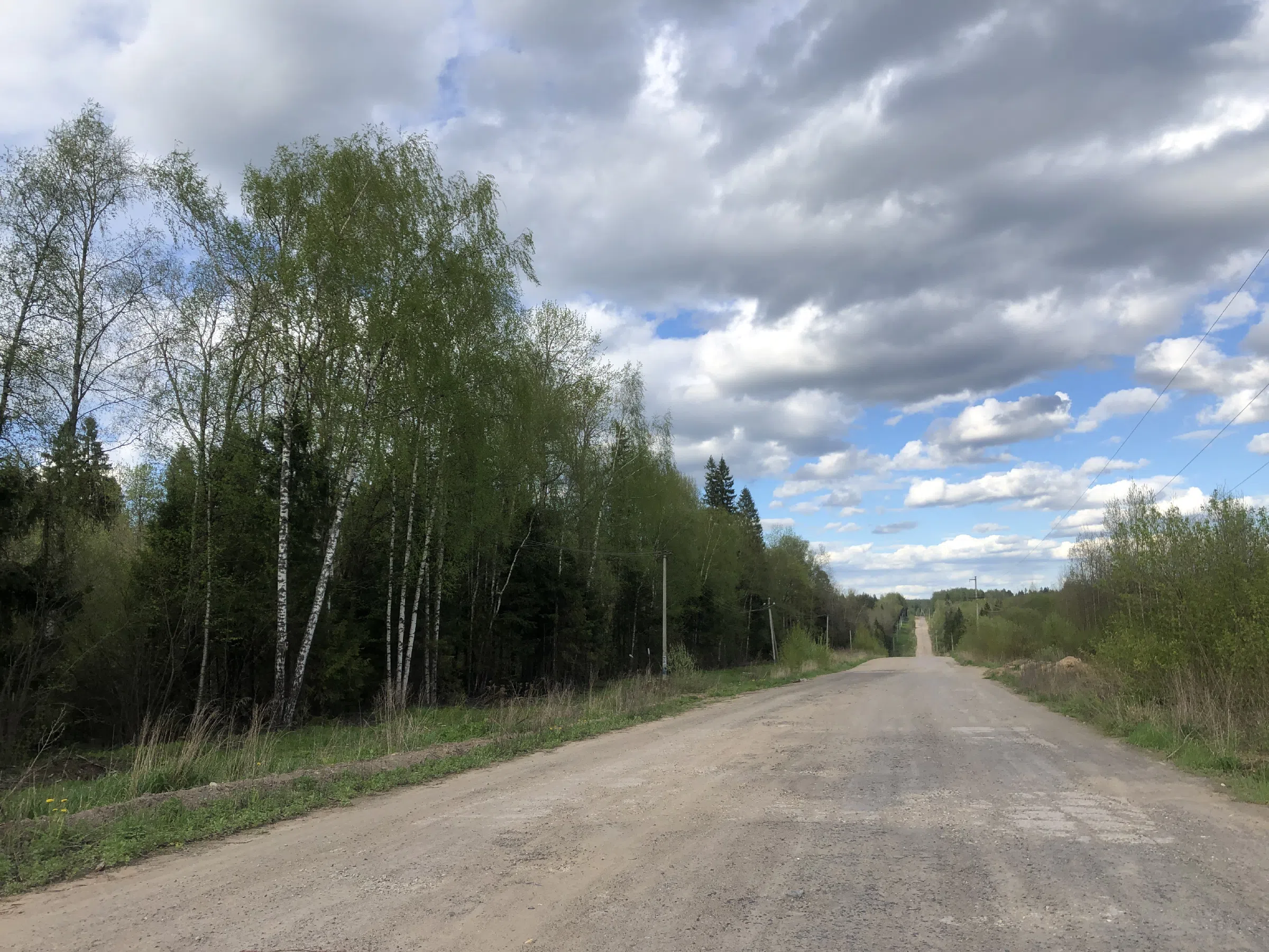 Дорога в лесу, фото 12