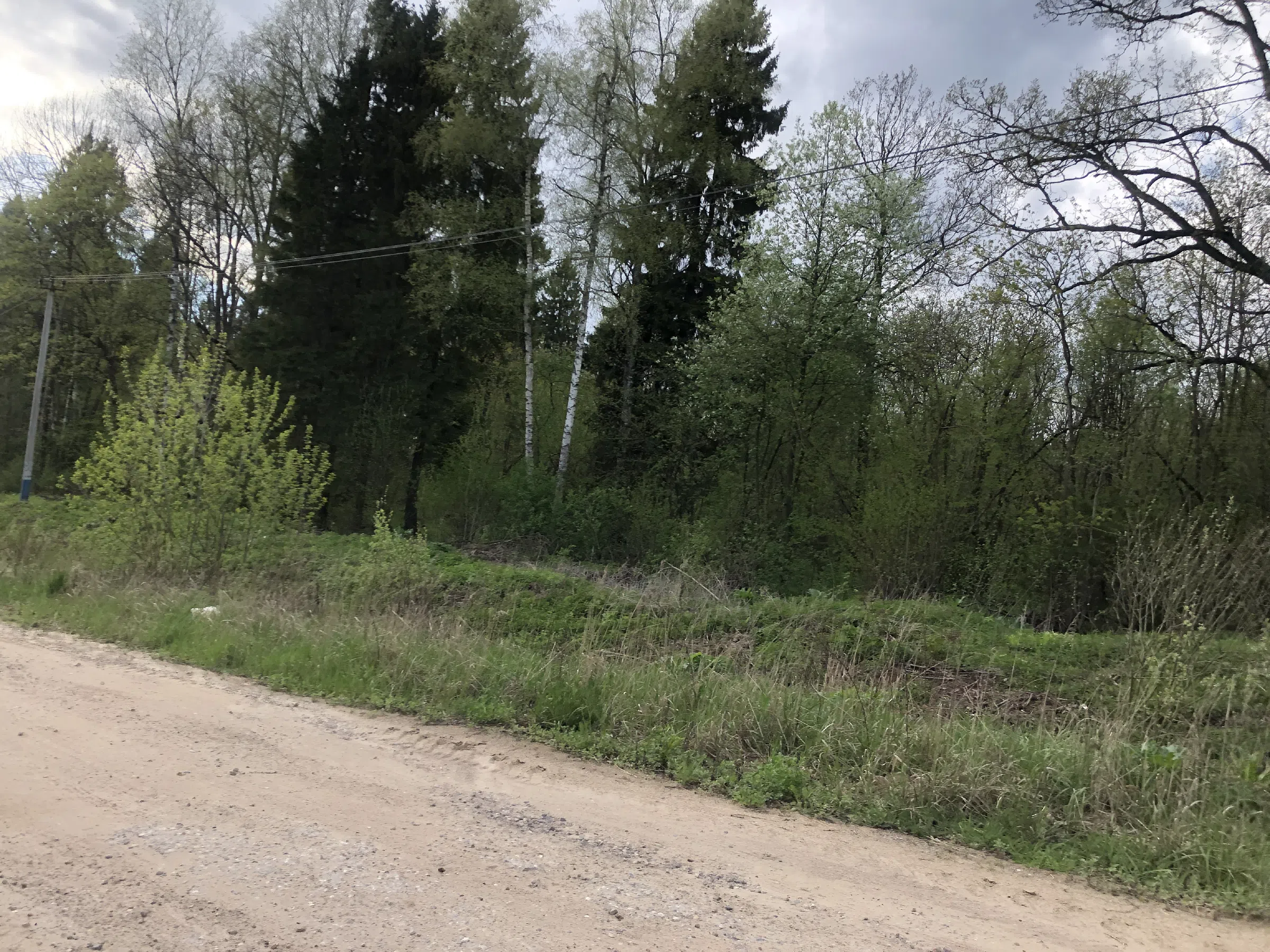Дорога в лесу, фото 16