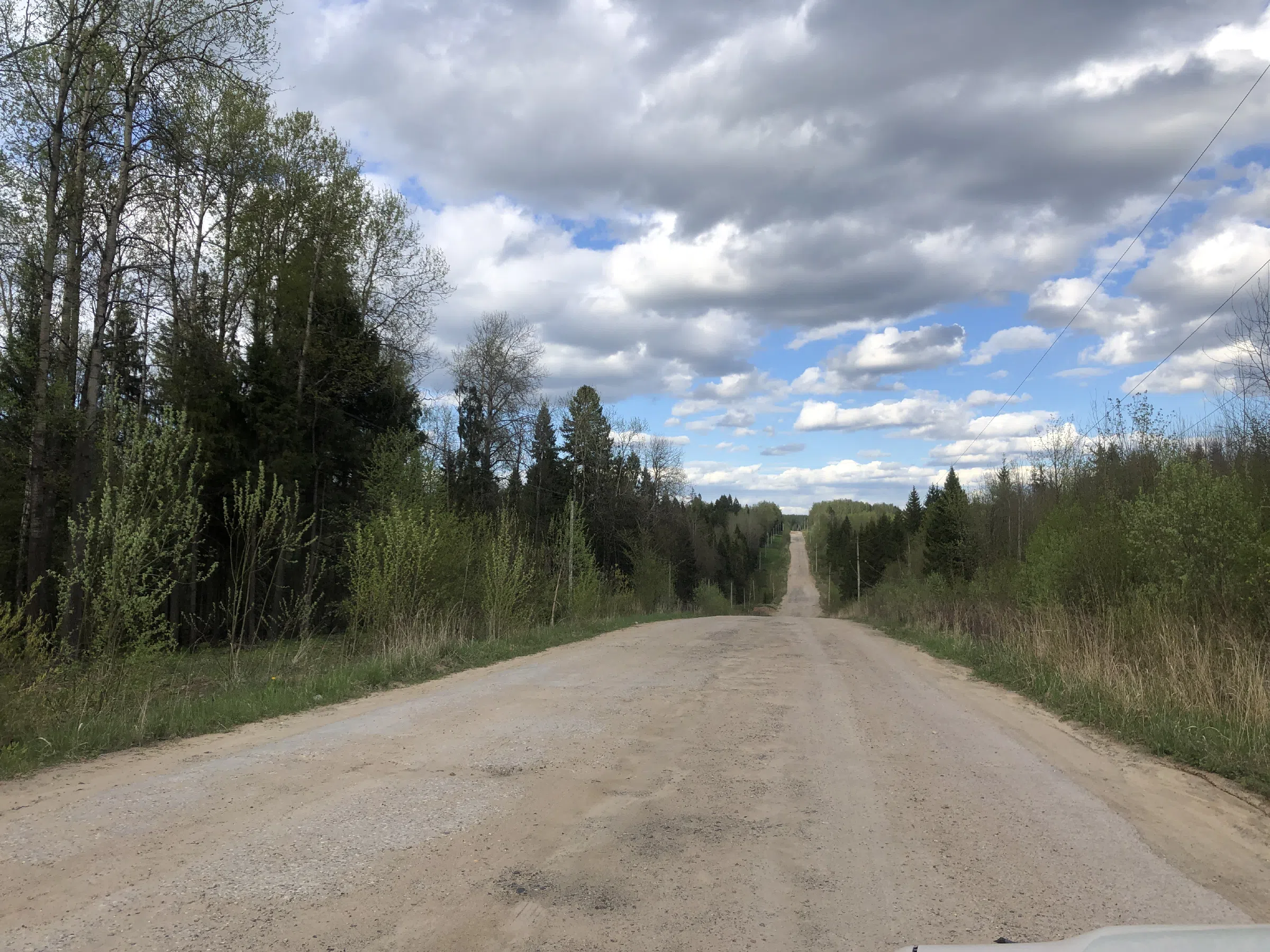 Дорога в лесу, фото 13