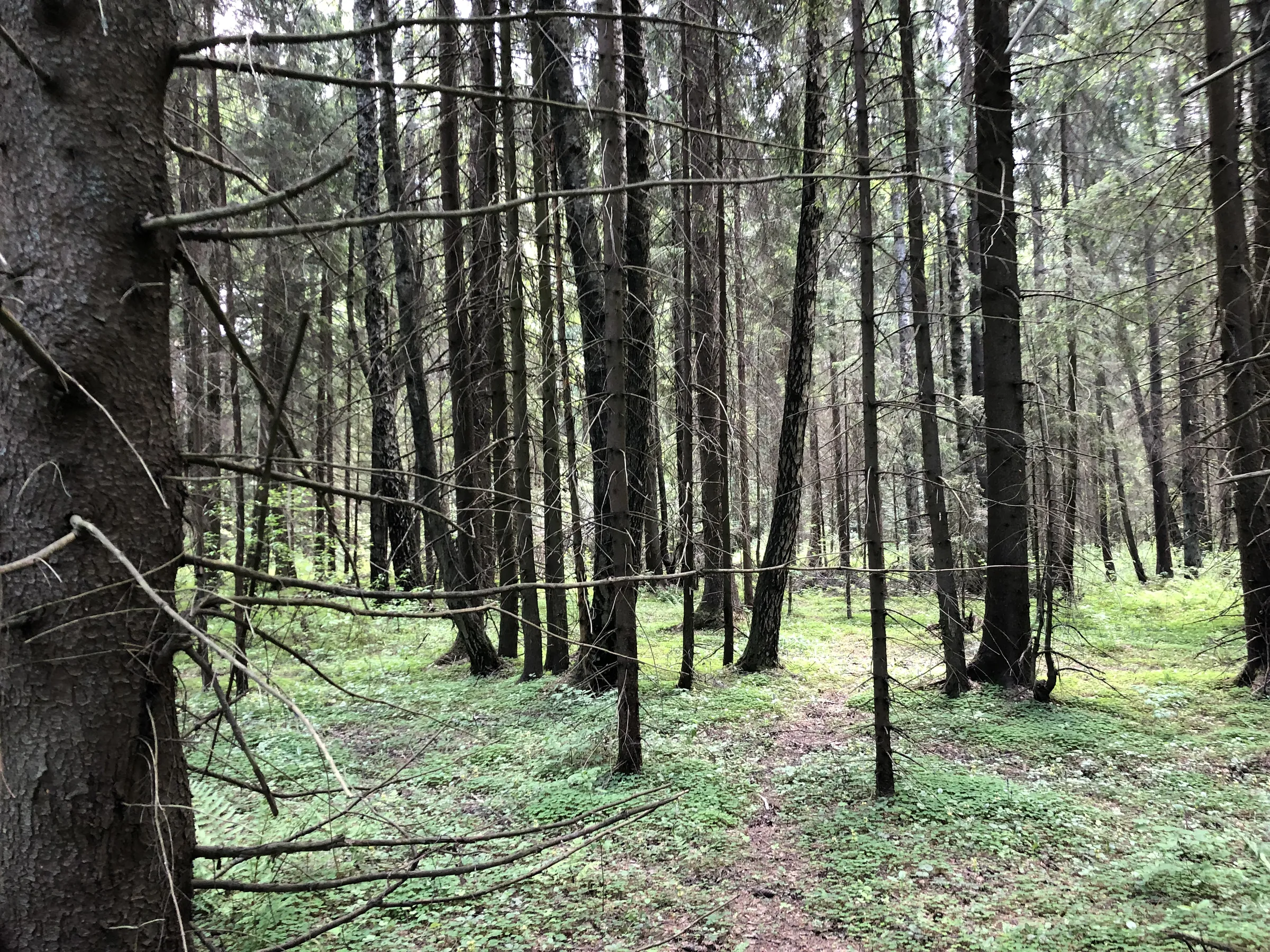 Лес с дорогой, фото 7
