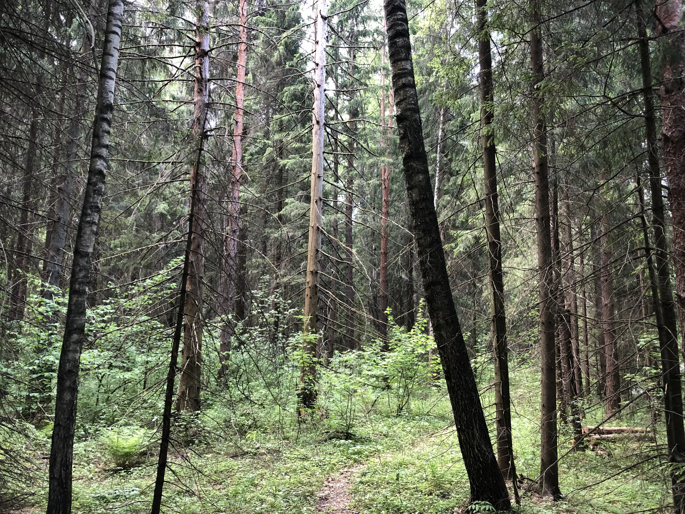 Лес с дорогой, фото 5
