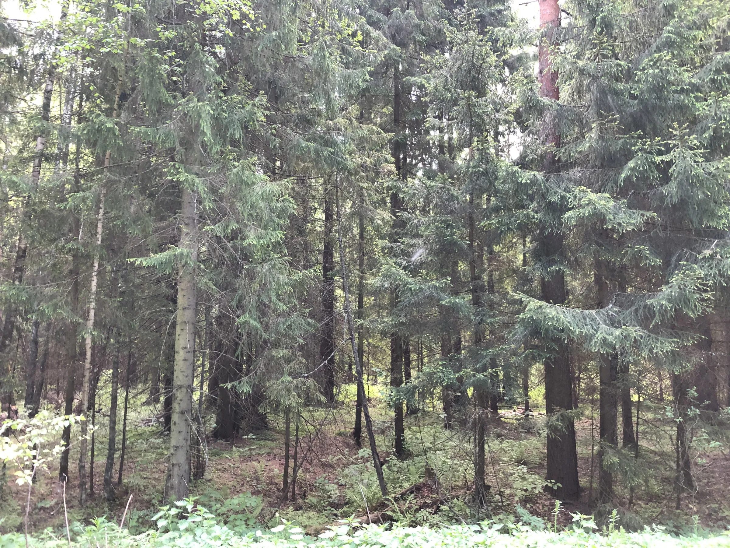 Лес с дорогой, фото 10