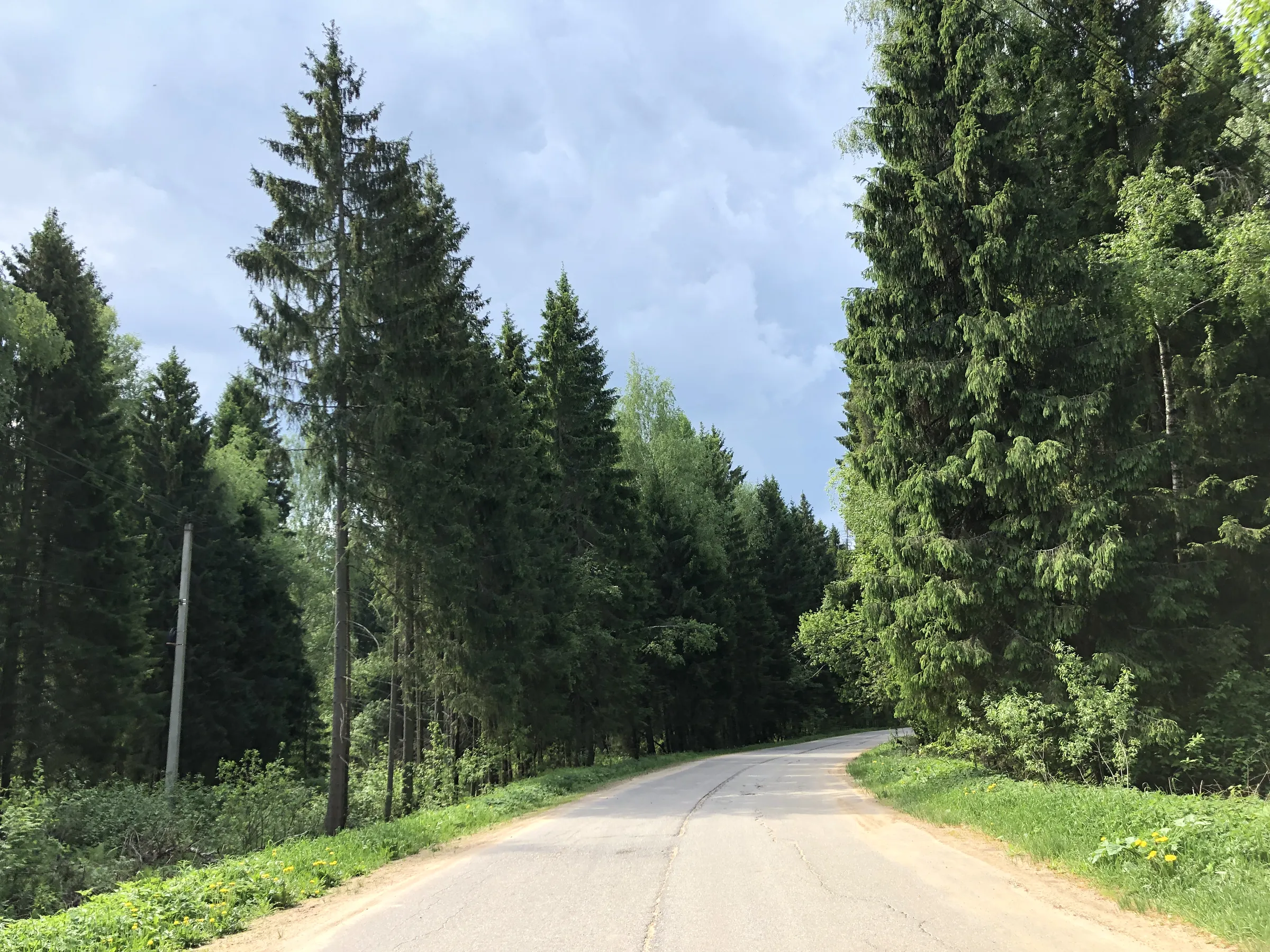 Лес с дорогой, фото 13
