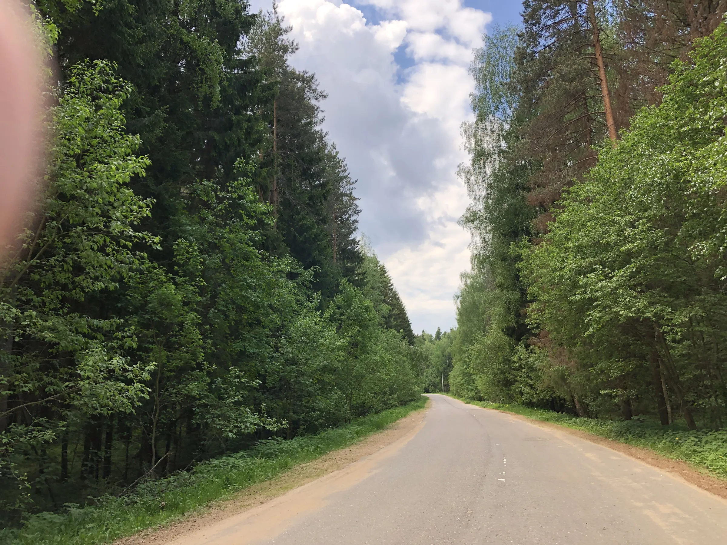 Лес с дорогой, фото 3