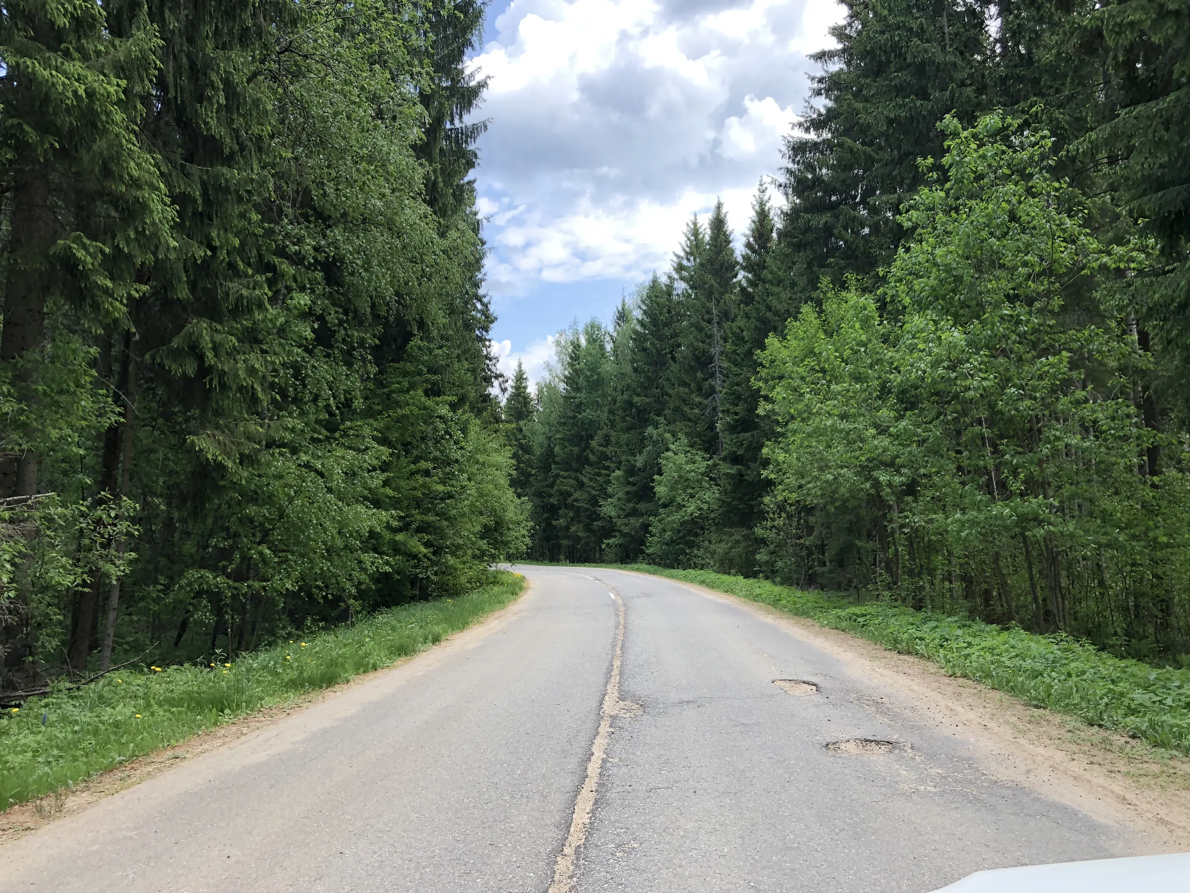 Лес с дорогой, фото 1