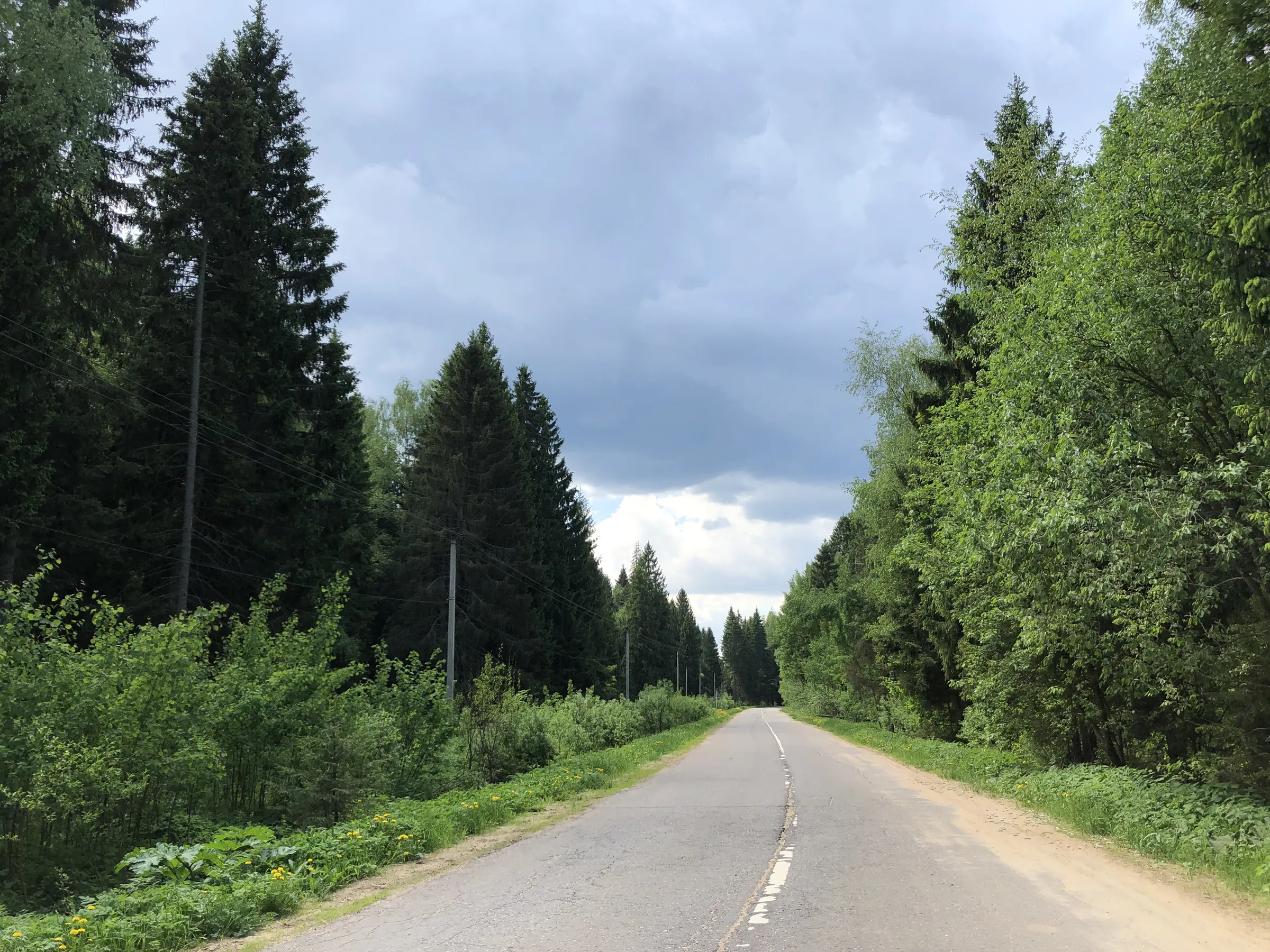 Лес с дорогой, фото 12
