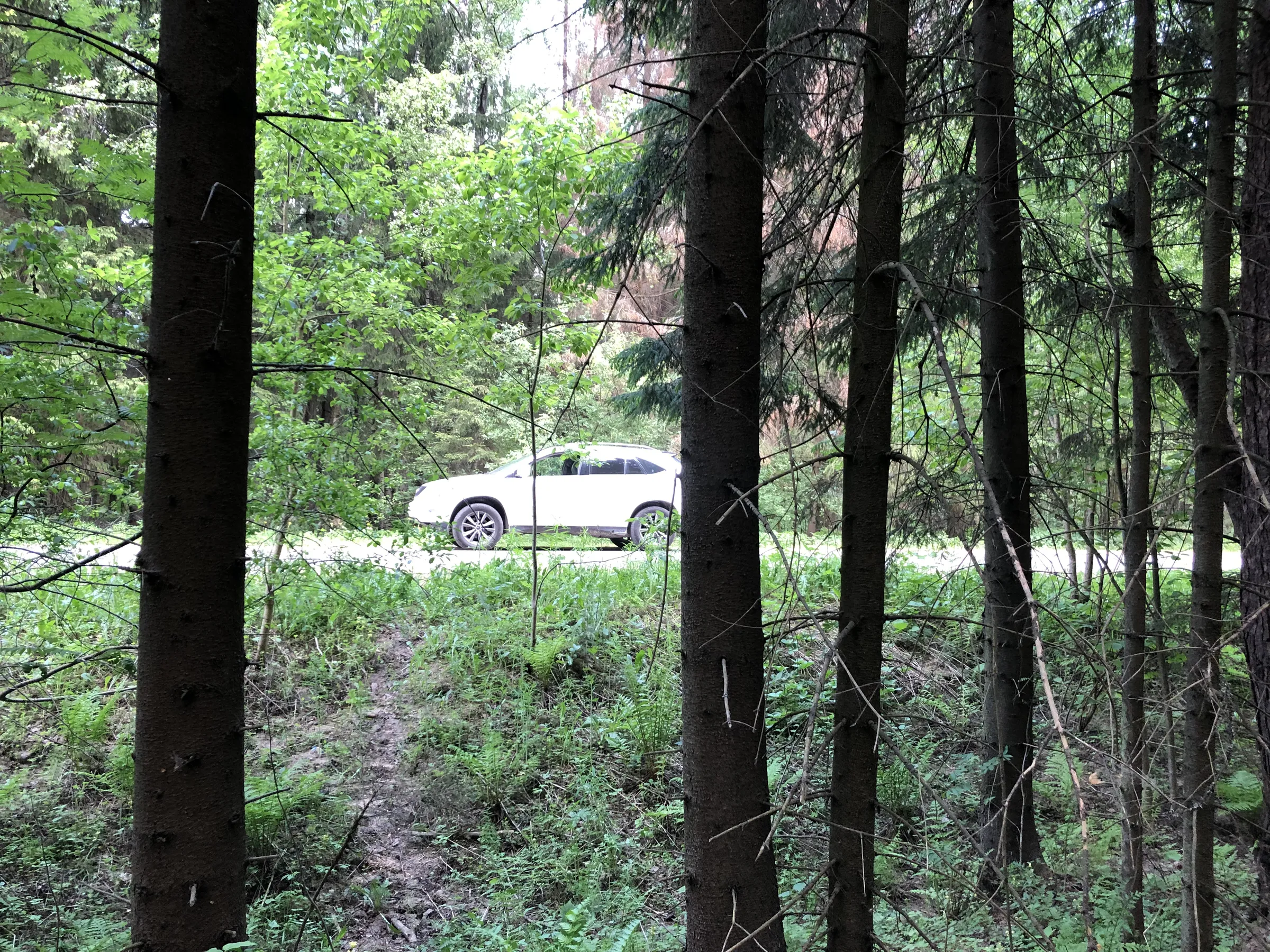 Лес с дорогой, фото 6