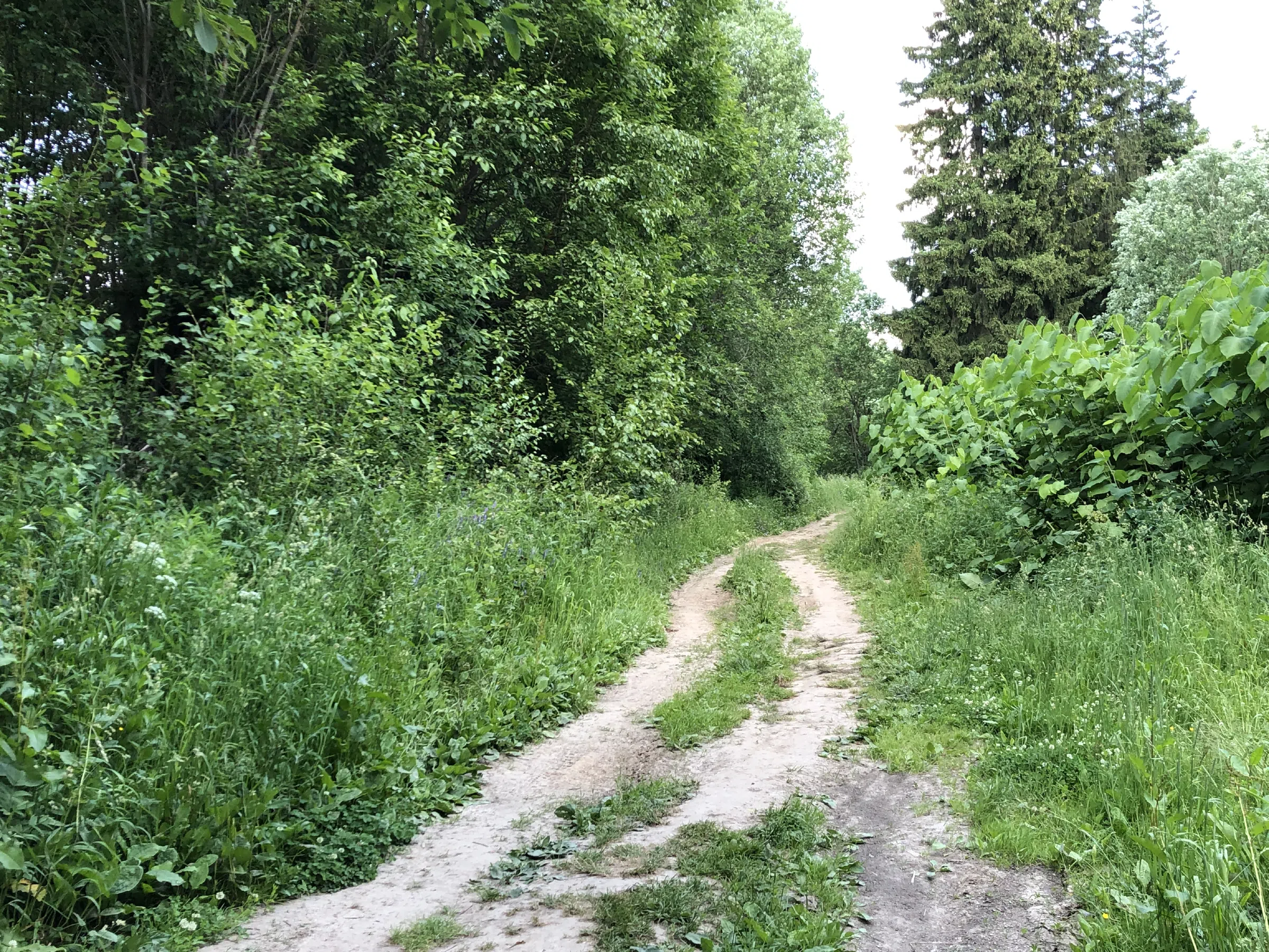 Лесные тропы и просеки, фото 2