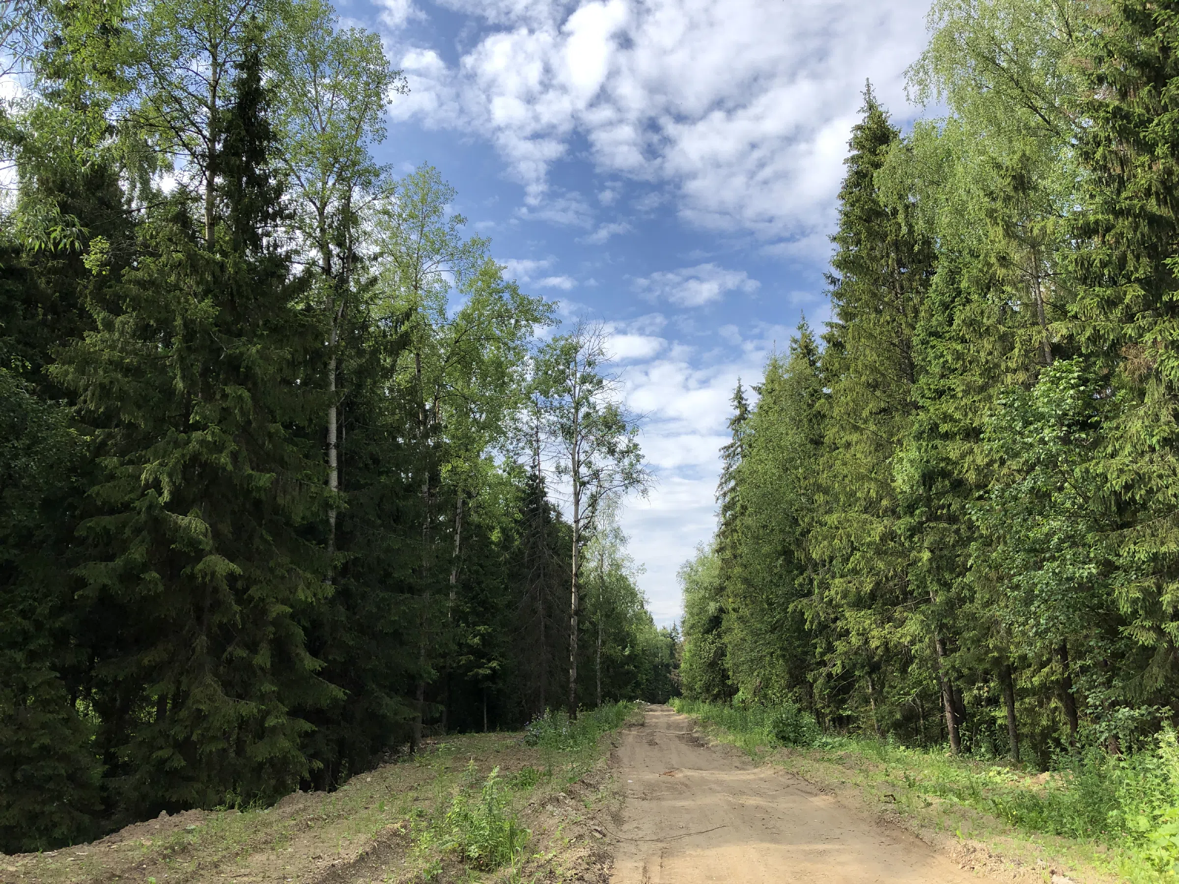 Хвойные лесные тропы, фото 8