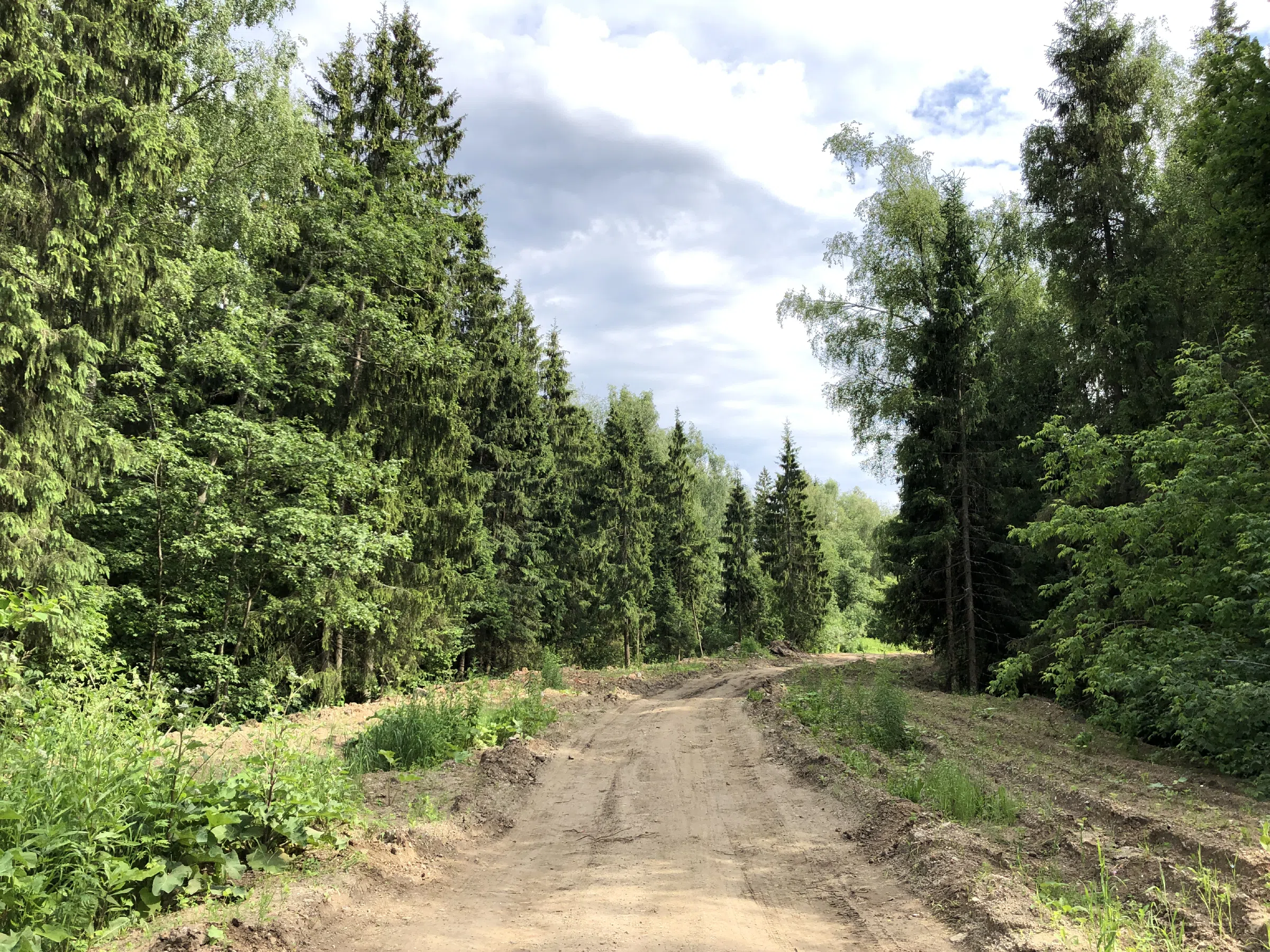 Хвойные лесные тропы, фото 9
