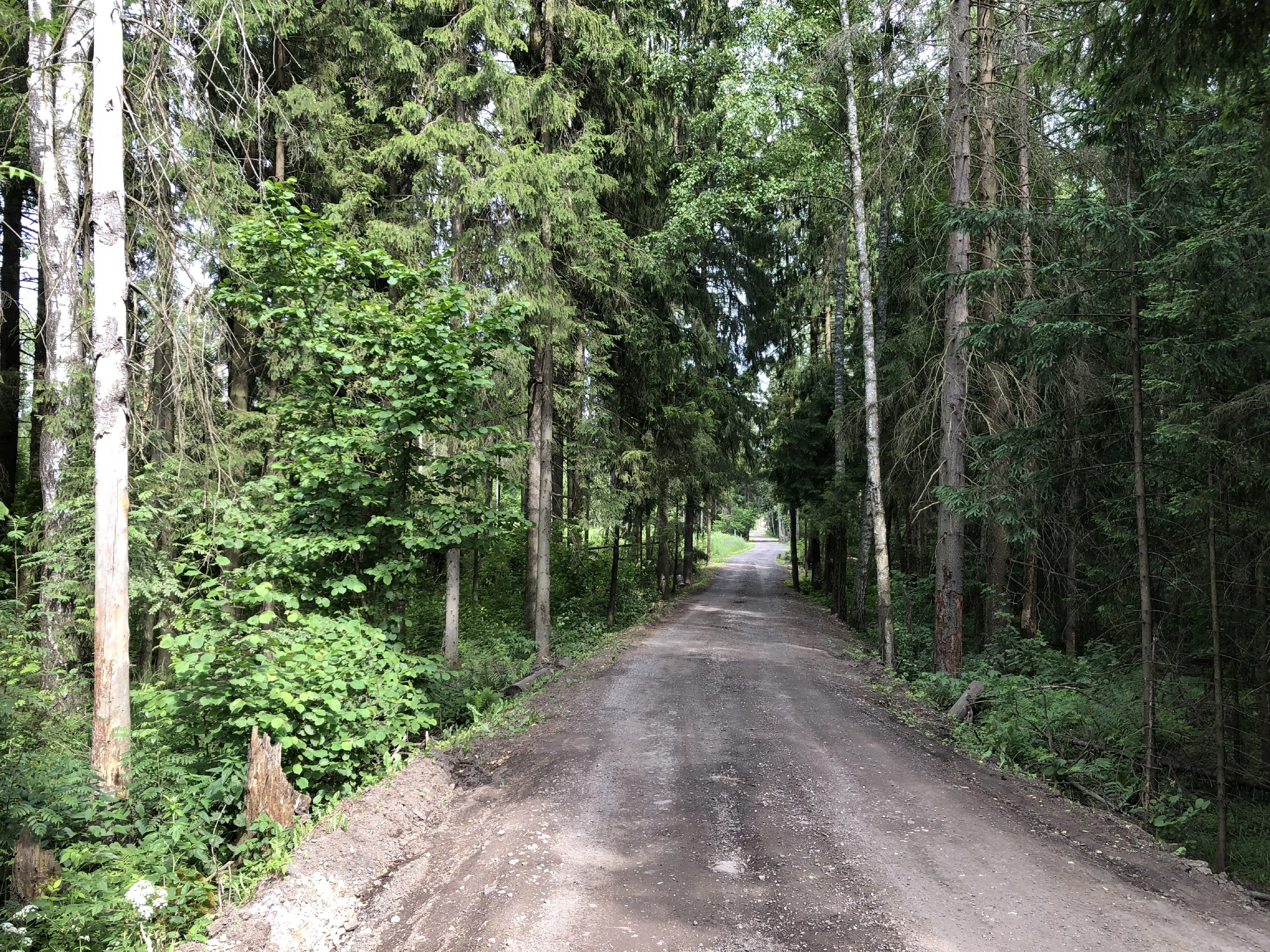 Хвойные лесные тропы, фото 5