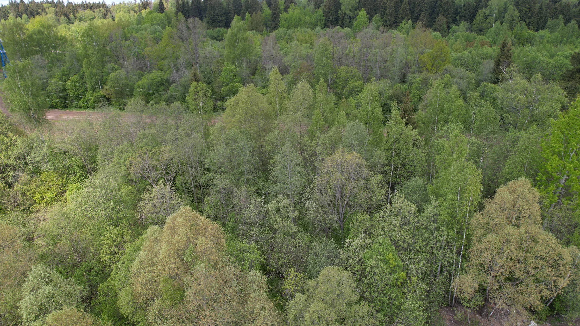 Большая поляна и лес, фото 2