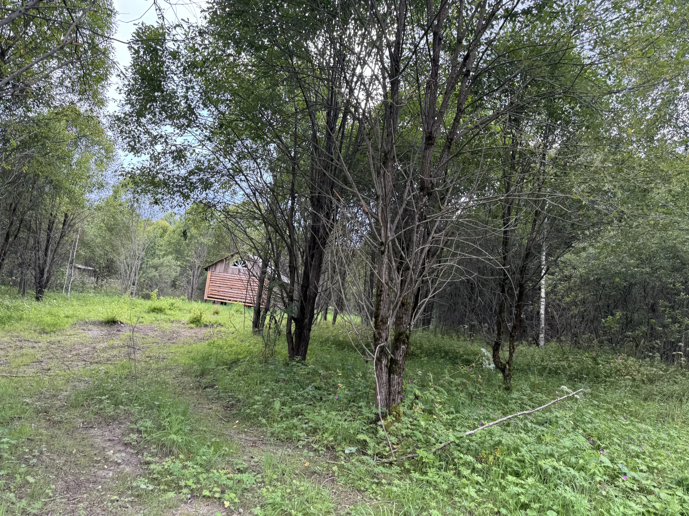 Дача у опушки леса, фото 2