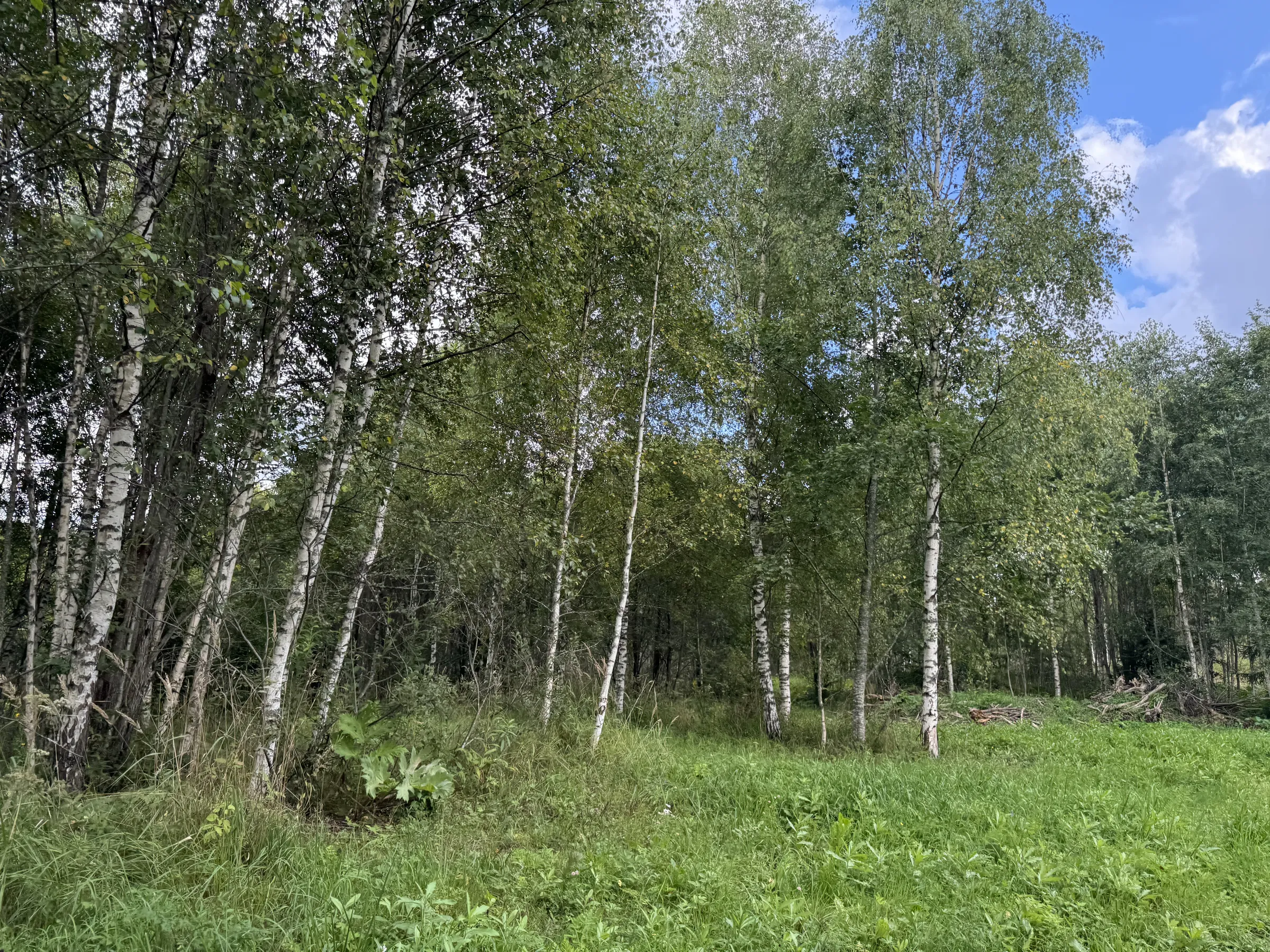 Дача у опушки леса, фото 10