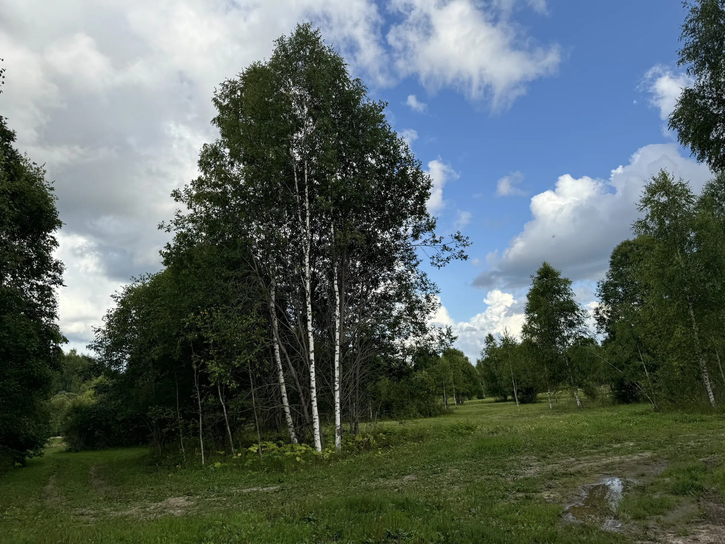 Дача у опушки леса, фото 14