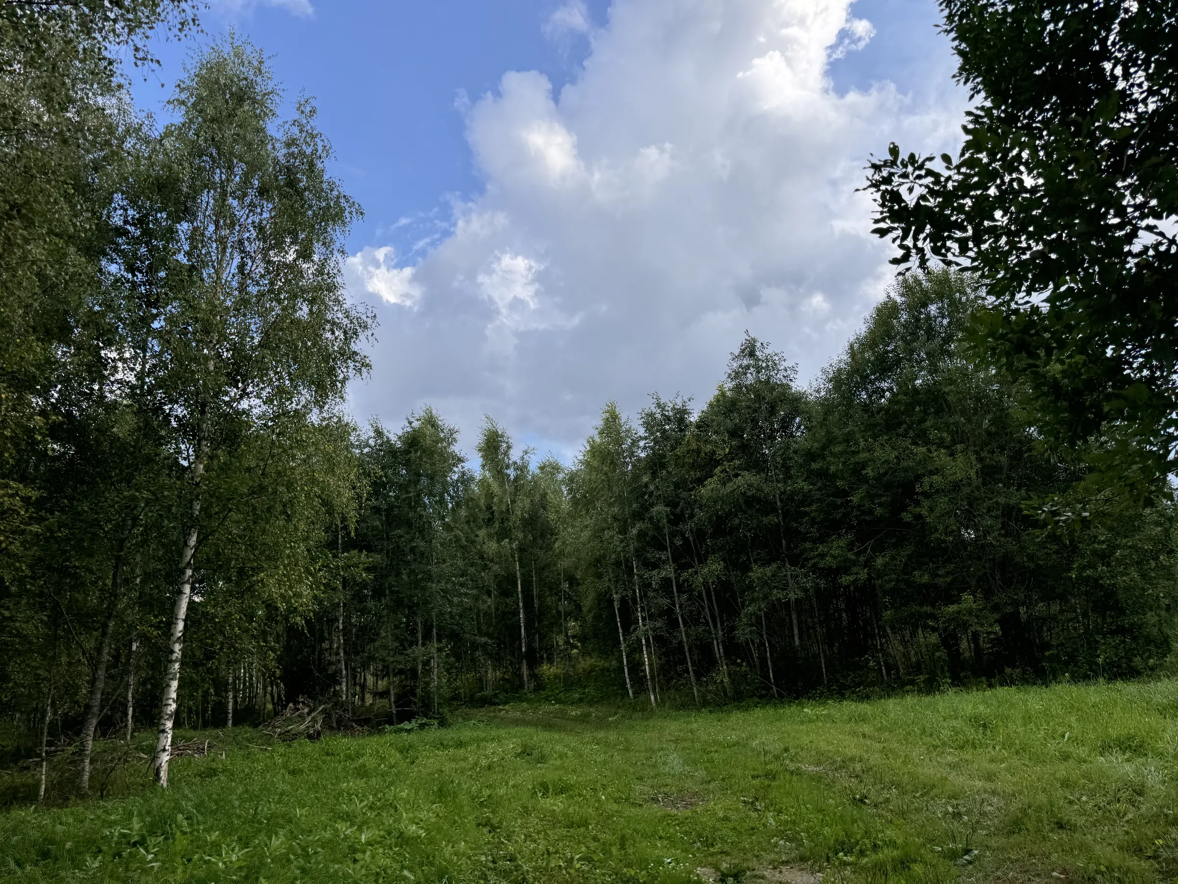 Дача у опушки леса, фото 9