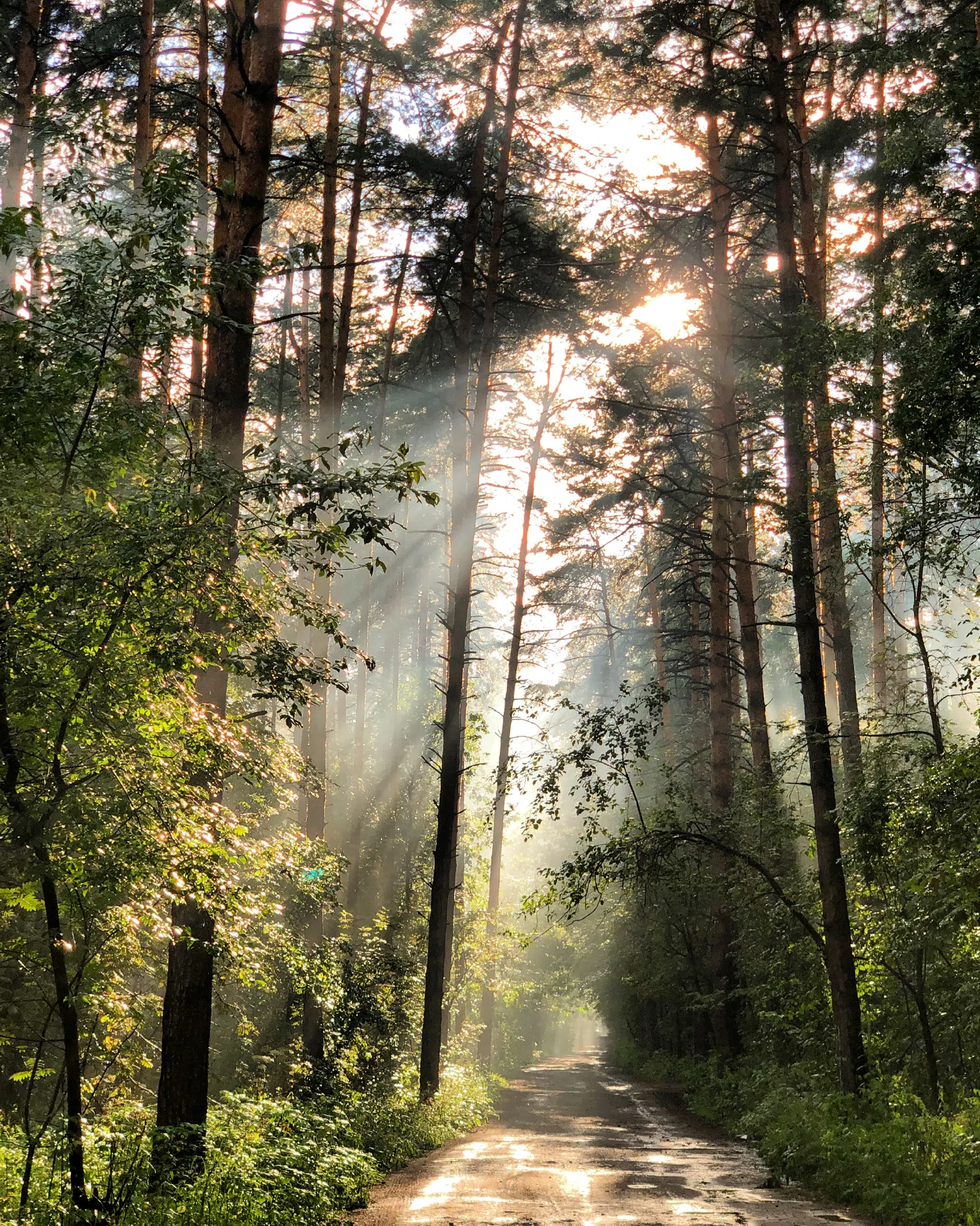 Дача в лесном луче, фото 1