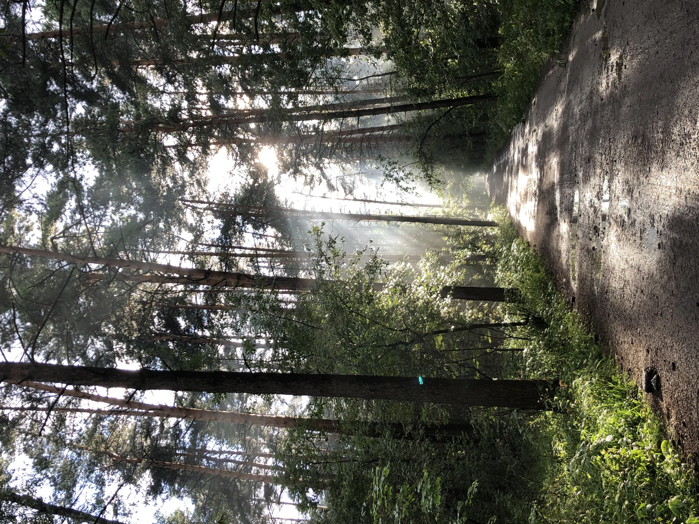 Дача в лесном луче, фото 5