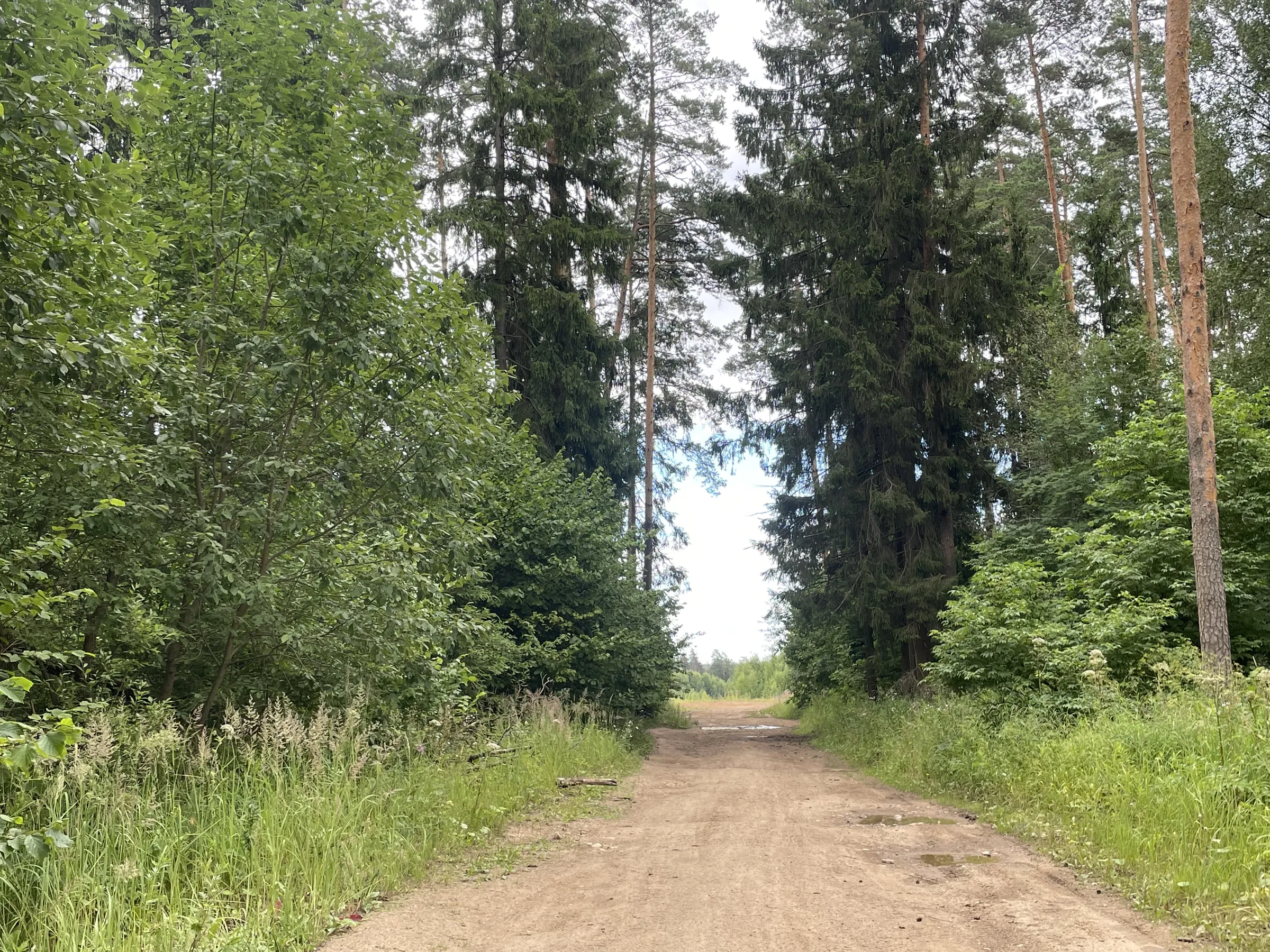 Лес у карьера, фото 4