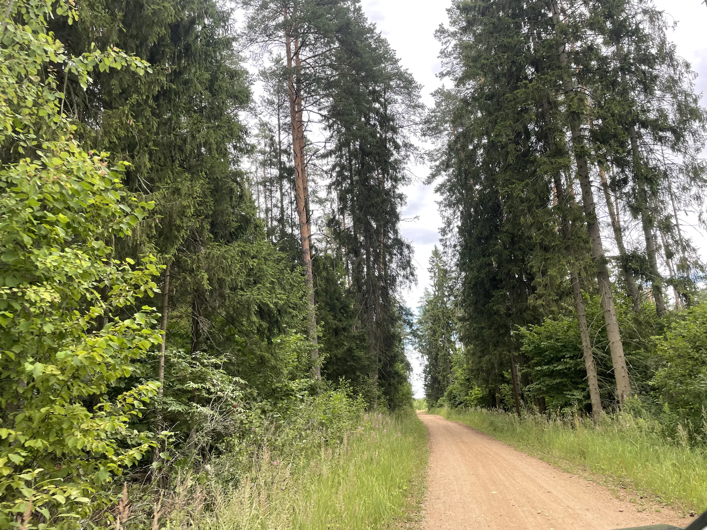 Лес у карьера, фото 3