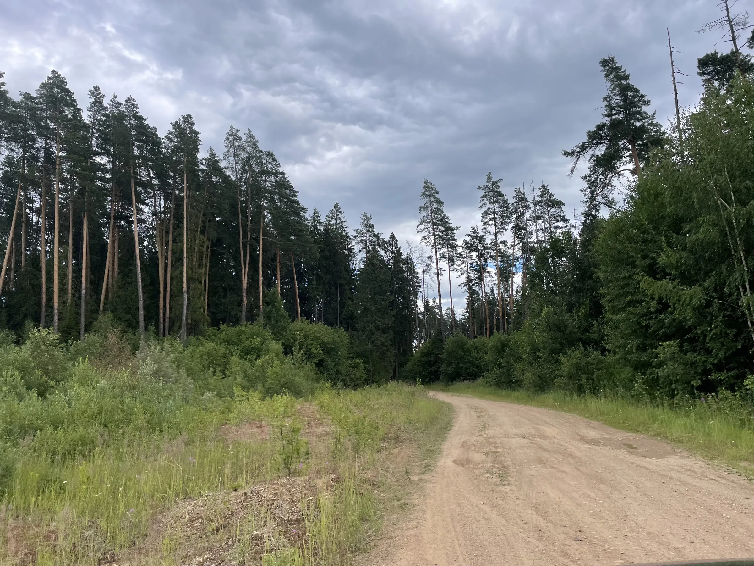 Лес у карьера, фото 2