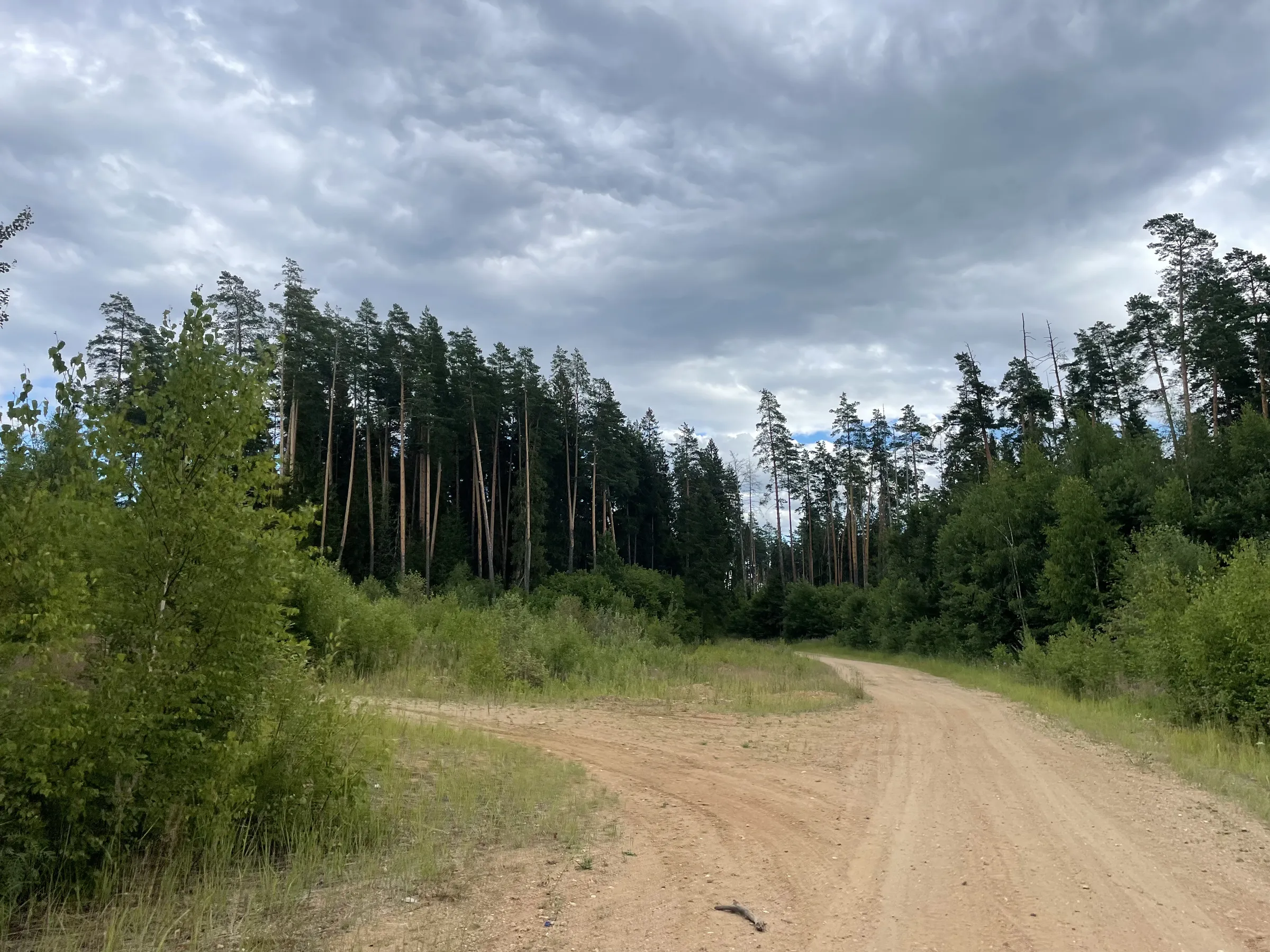 Лес у карьера, фото 1
