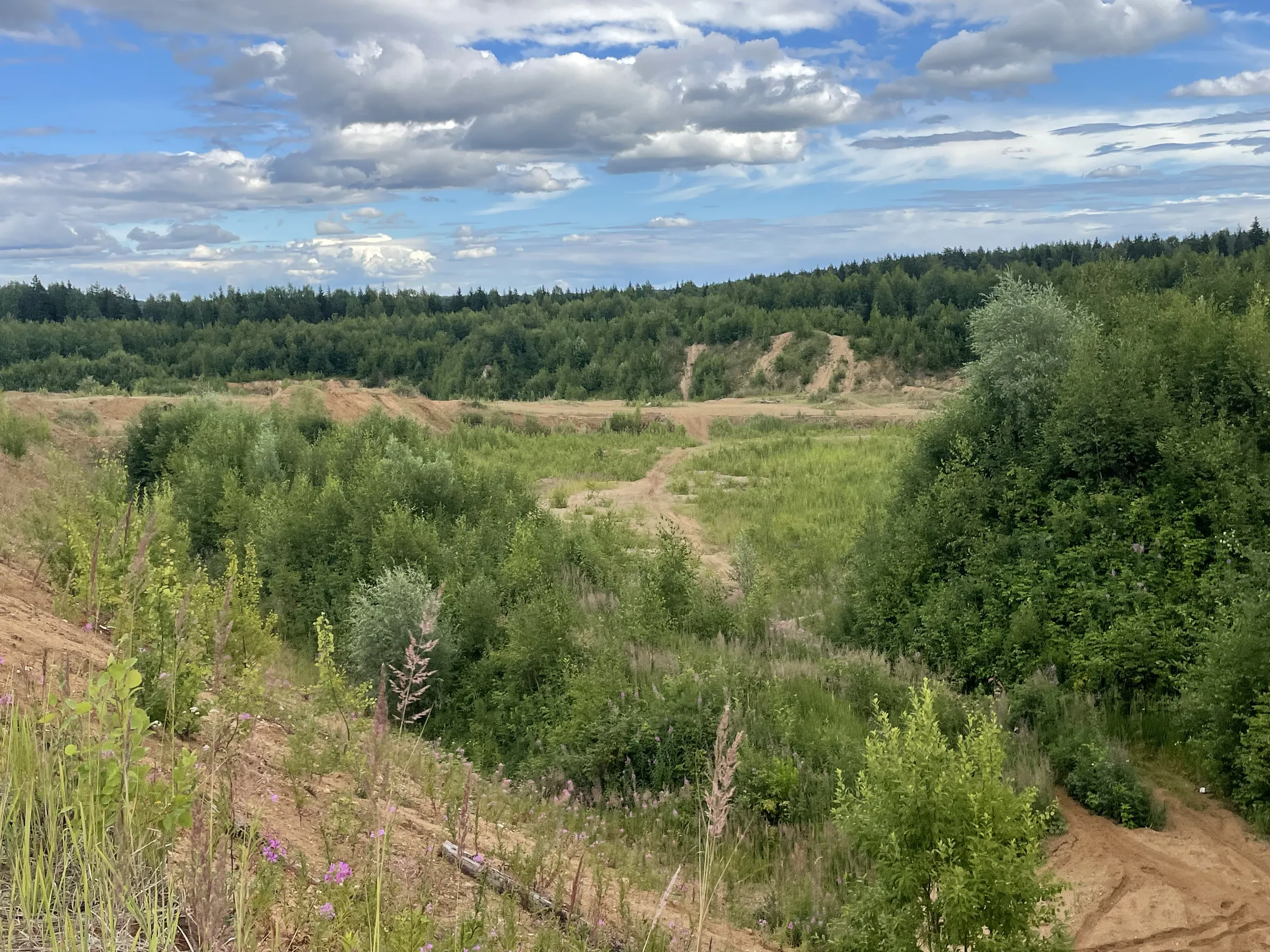 Лес у карьера, фото 5