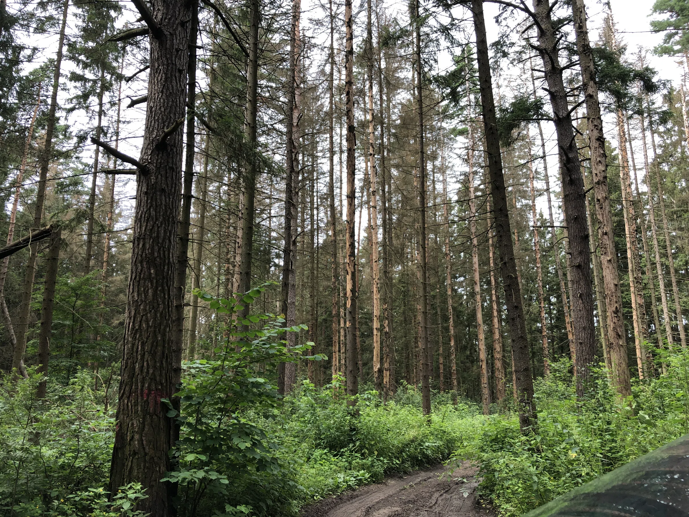 Хвойный лес с тропой, фото 2