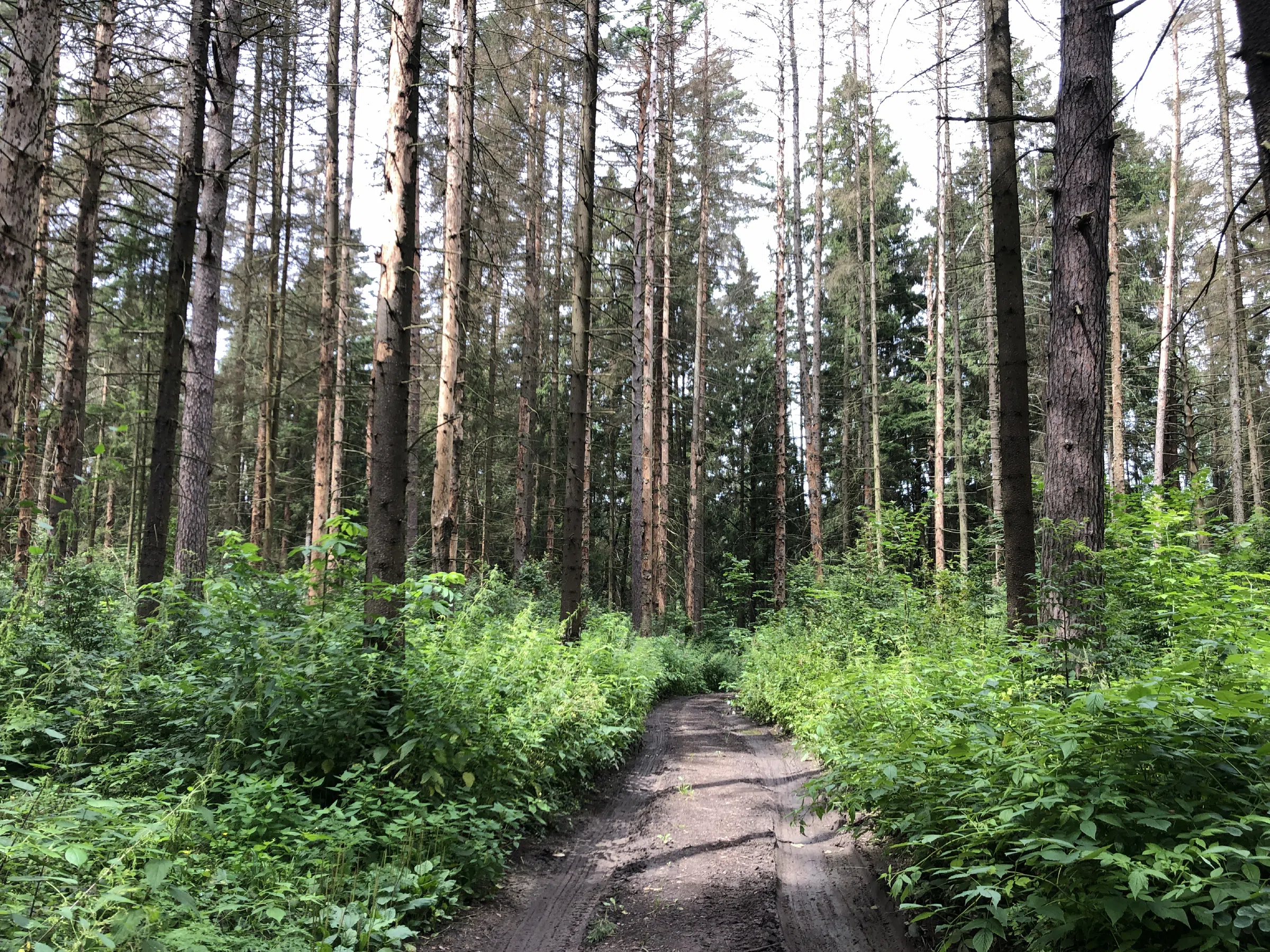 Хвойный лес с тропой, фото 11