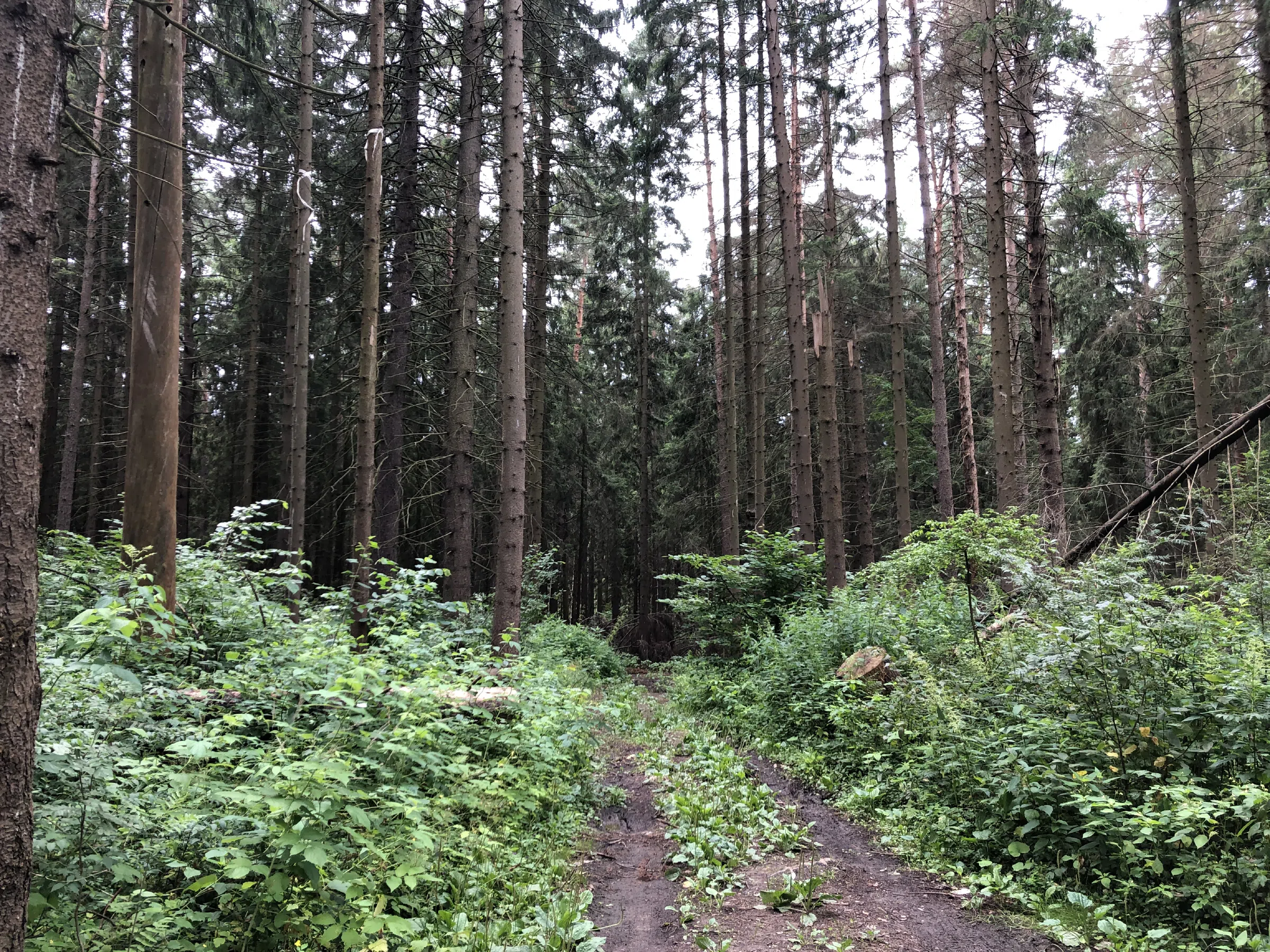 Хвойный лес с тропой, фото 1