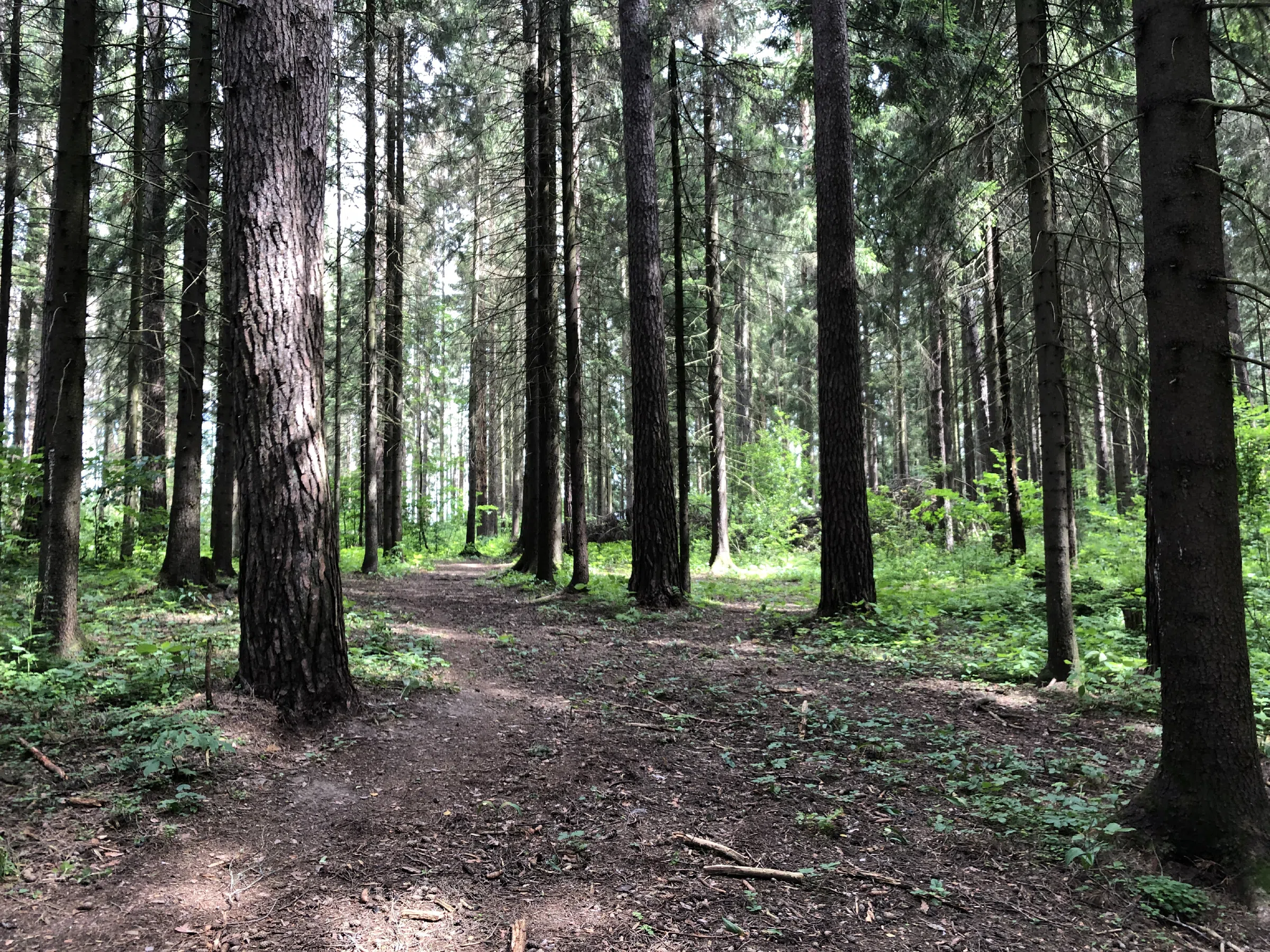 Хвойный лес с тропой, фото 8