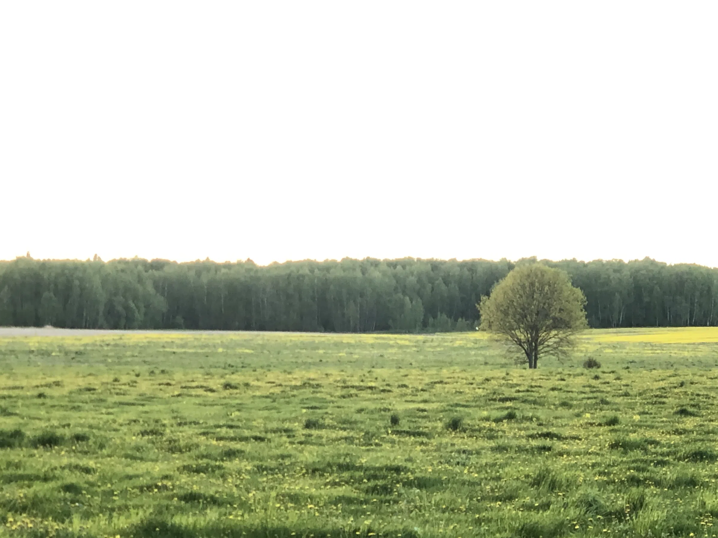 Хвойный лес с валежником, фото 13