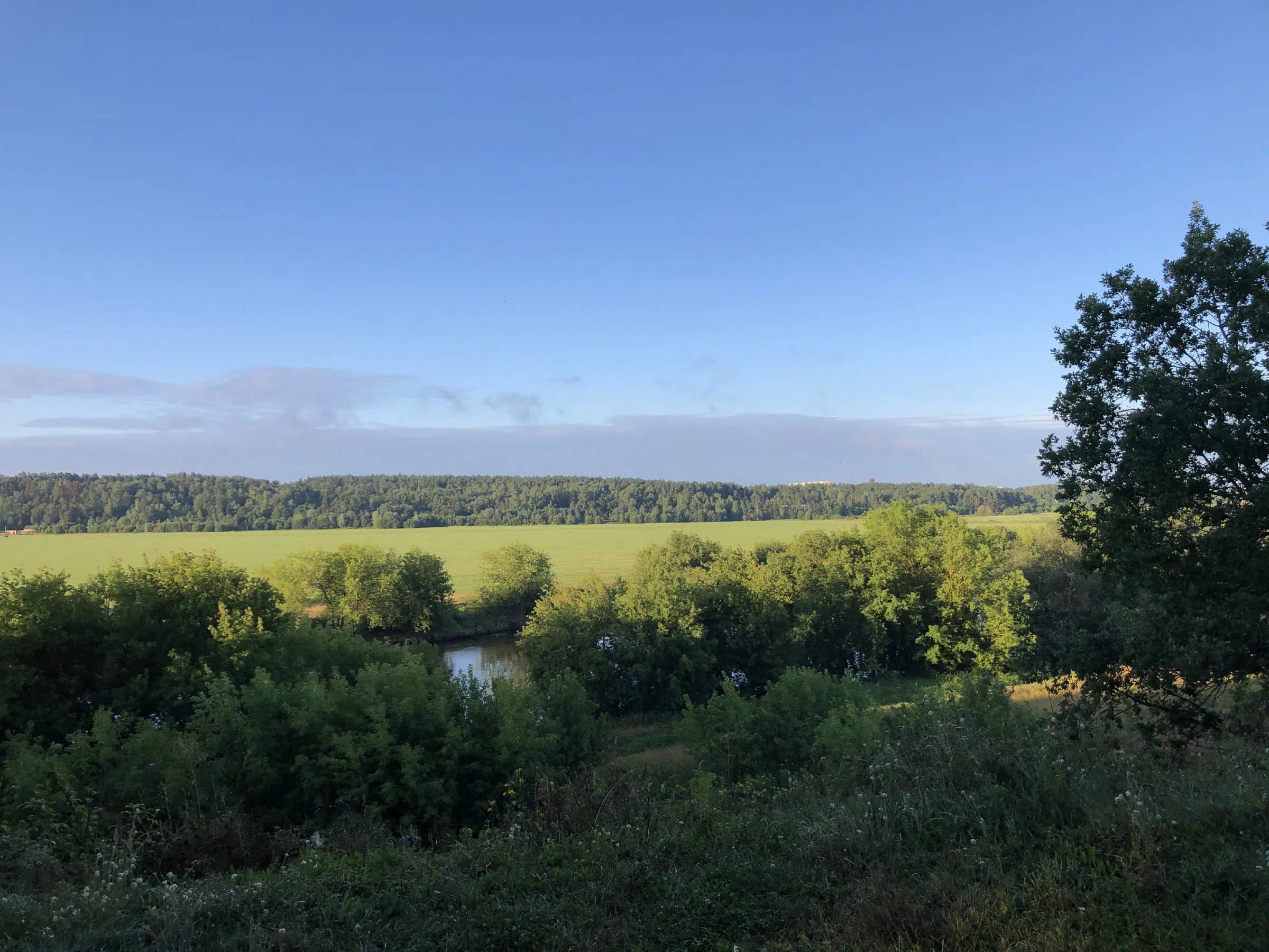 Сосновый лес с рекой, фото 4