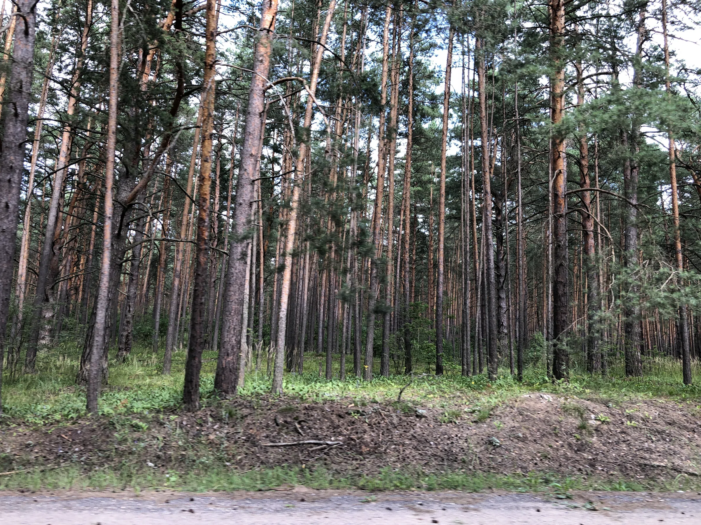 Хвойный лес вдоль дороги, фото 5