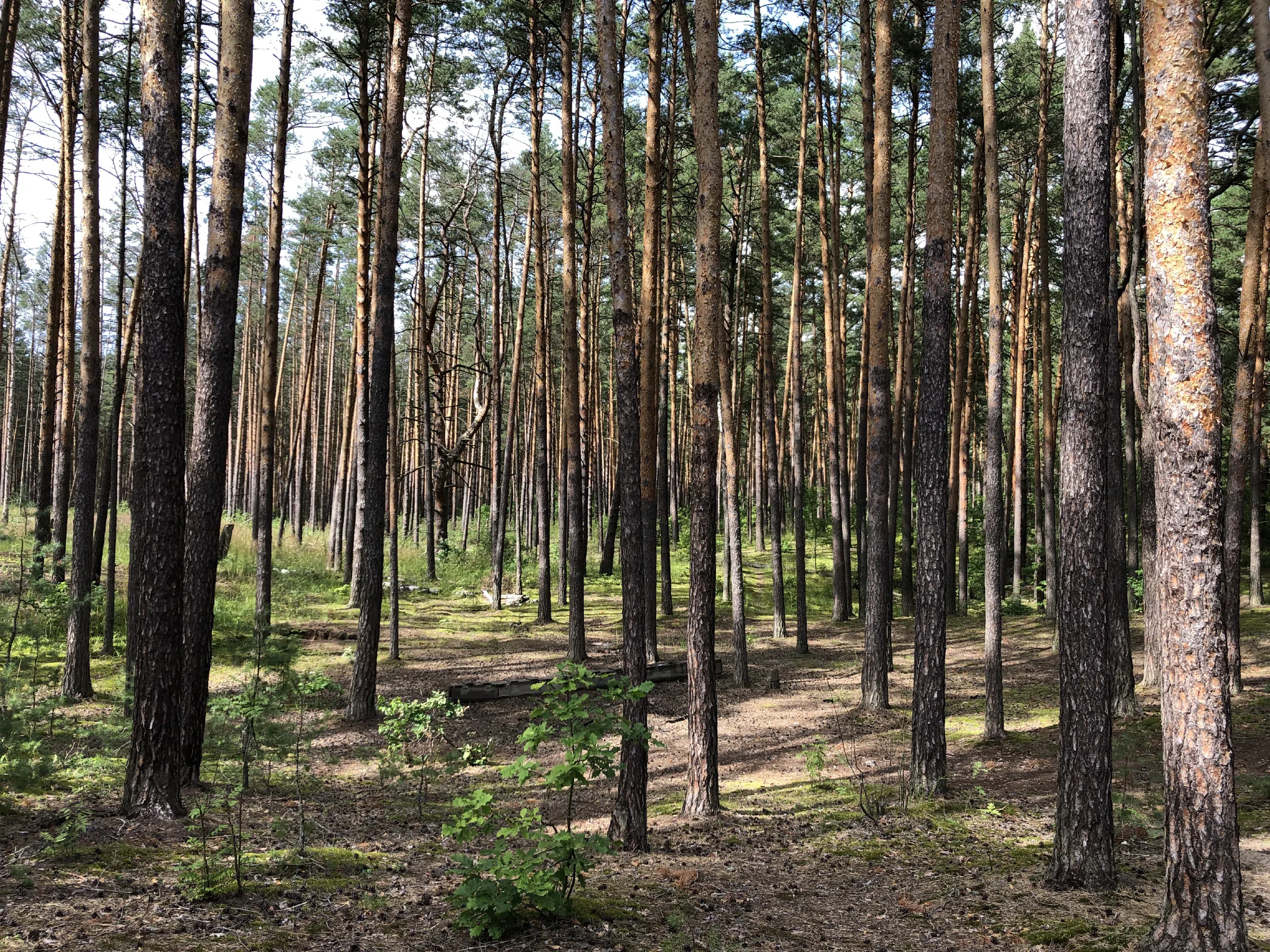 Хвойный лес вдоль дороги, фото 24
