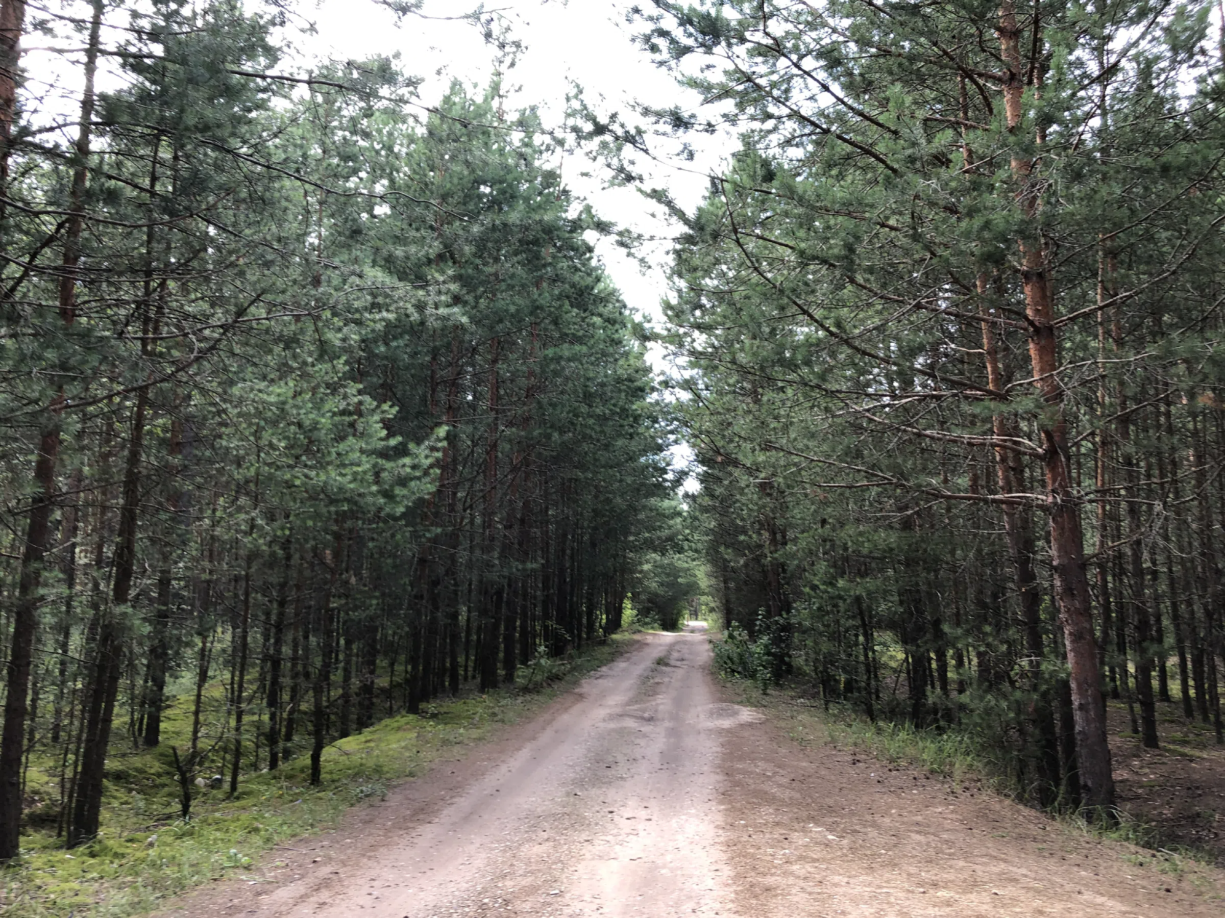 Хвойный лес вдоль дороги, фото 10