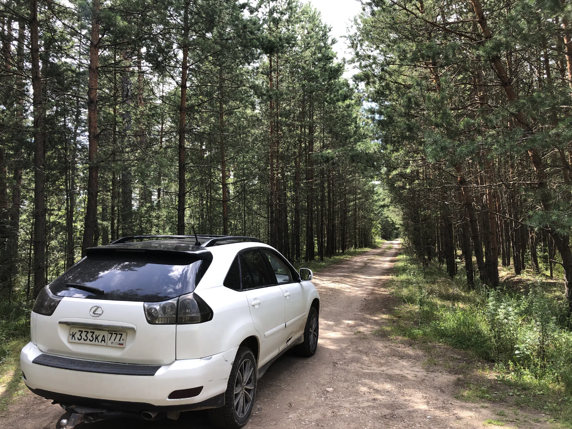 Хвойный лес вдоль дороги, фото 18