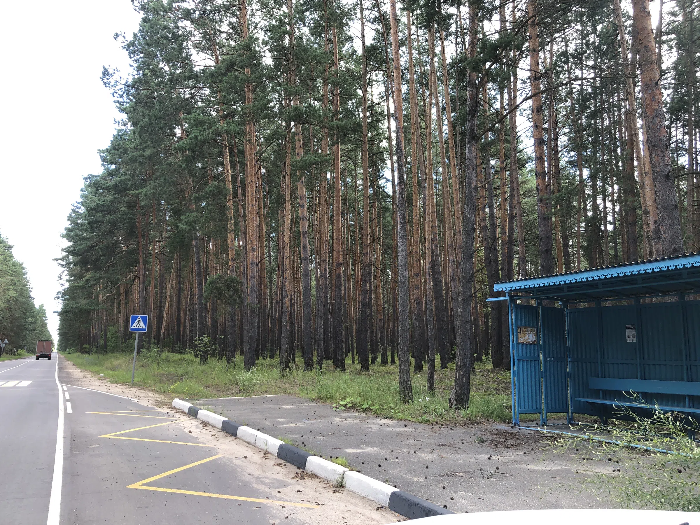 Хвойный лес вдоль дороги, фото 3