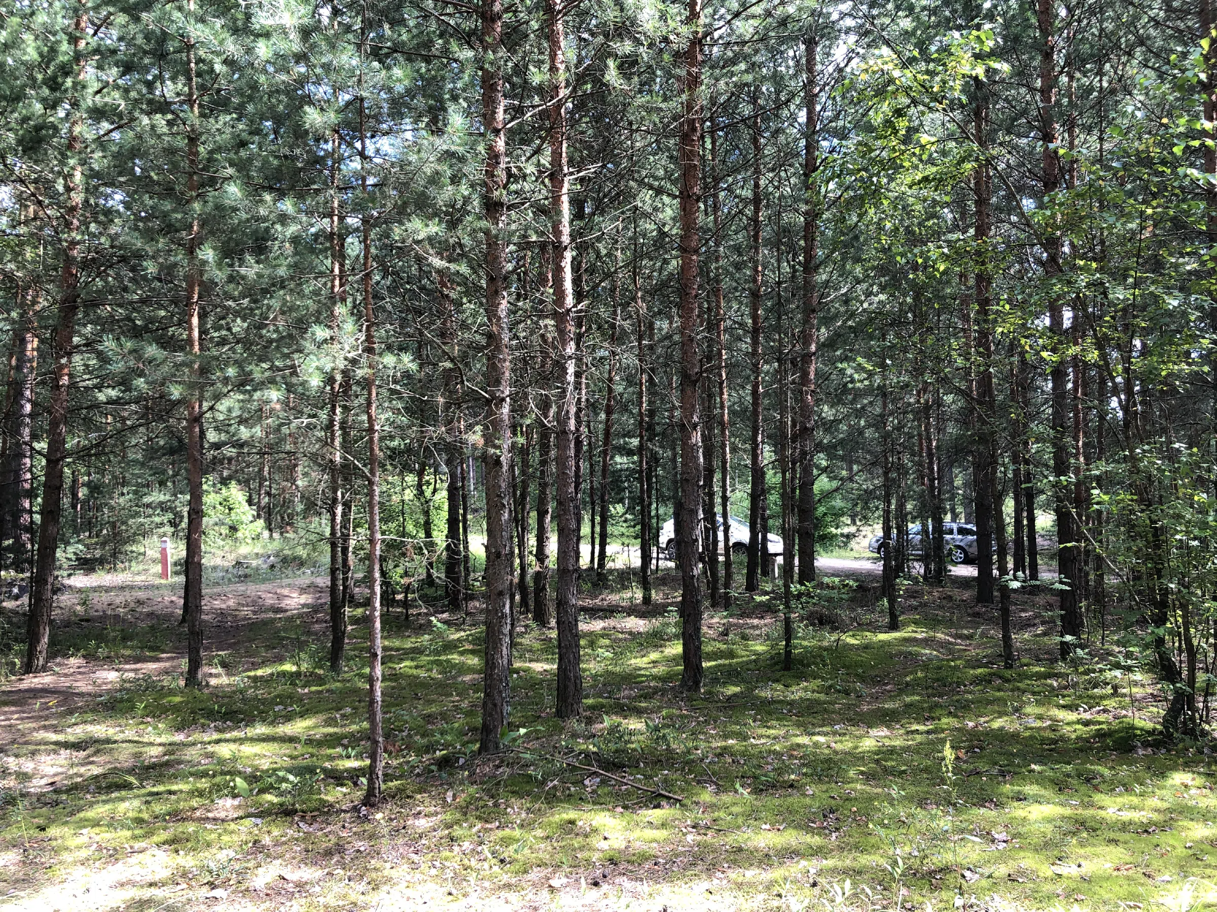 Хвойный лес вдоль дороги, фото 22