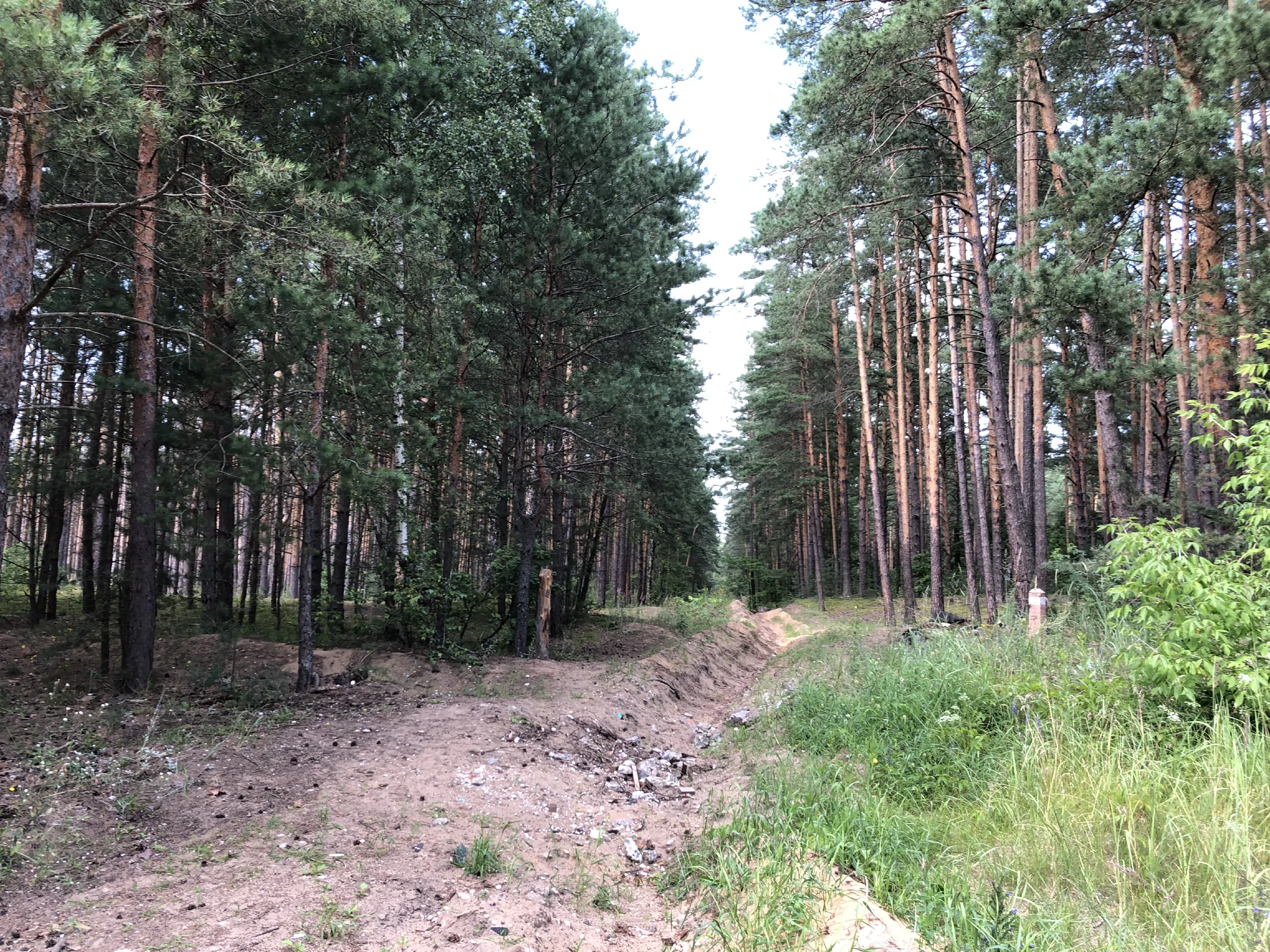 Хвойный лес вдоль дороги, фото 15