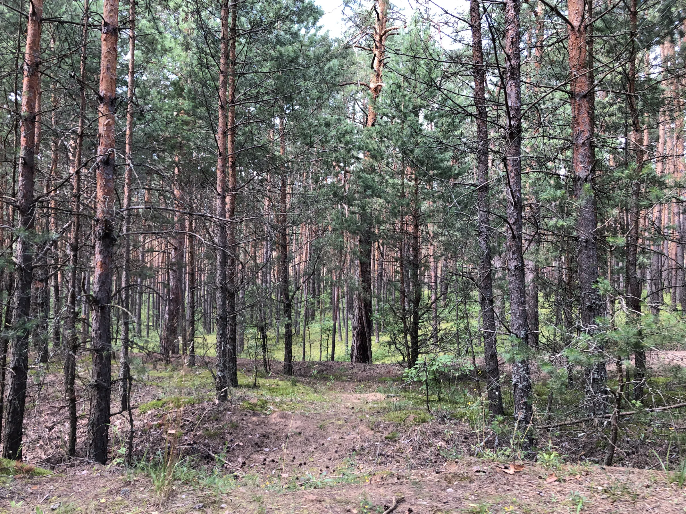Хвойный лес вдоль дороги, фото 9