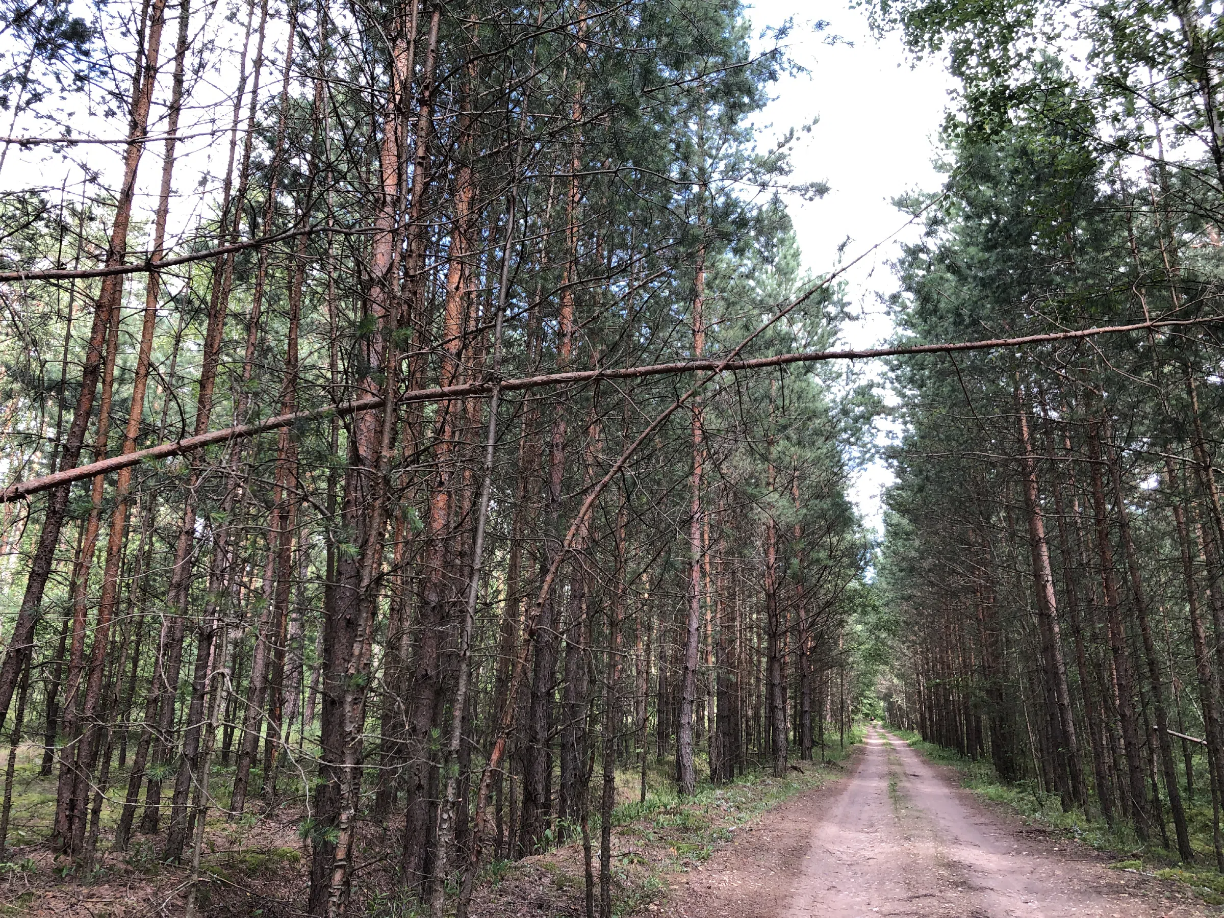 Хвойный лес вдоль дороги, фото 16