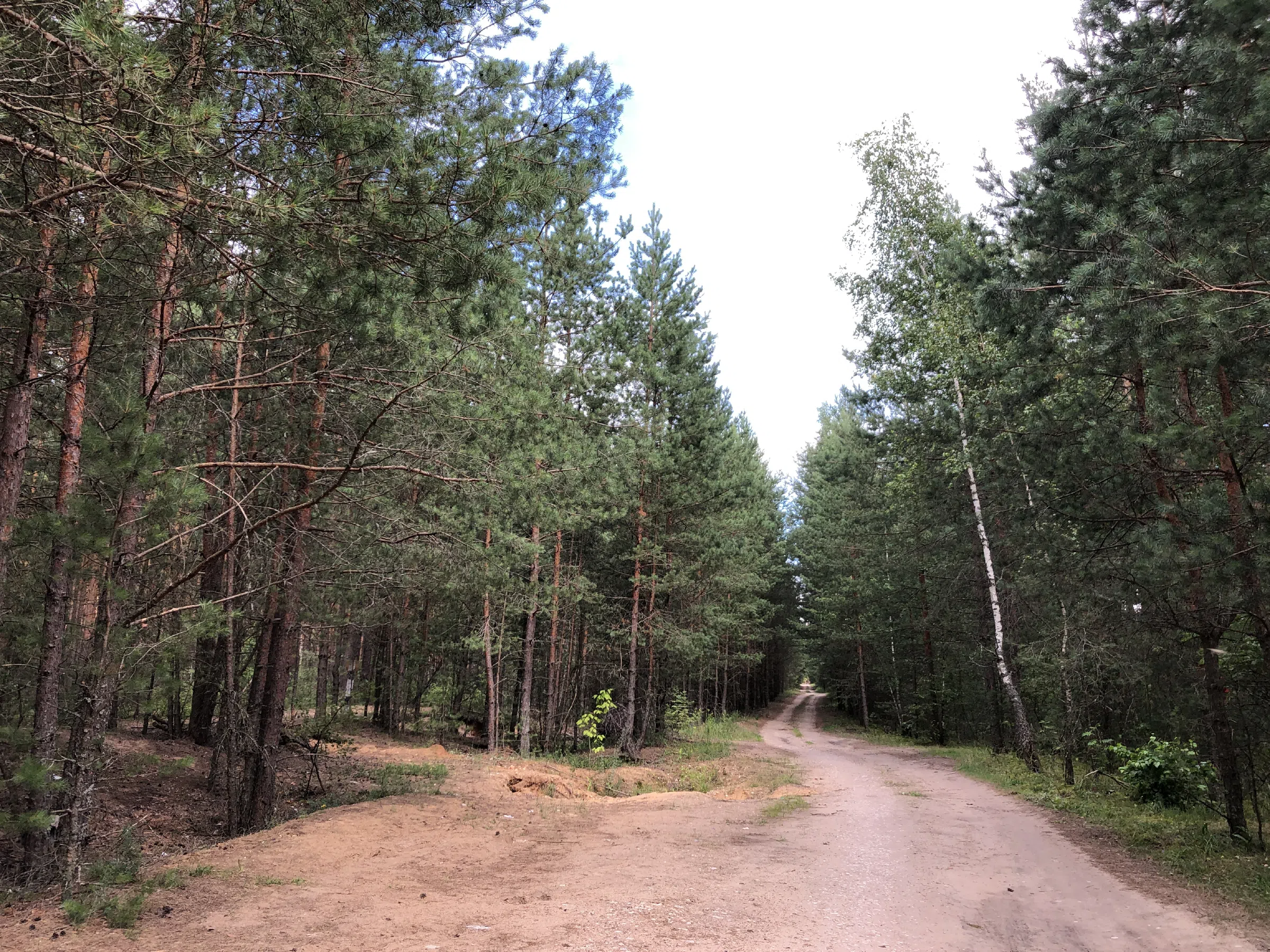 Хвойный лес вдоль дороги, фото 13