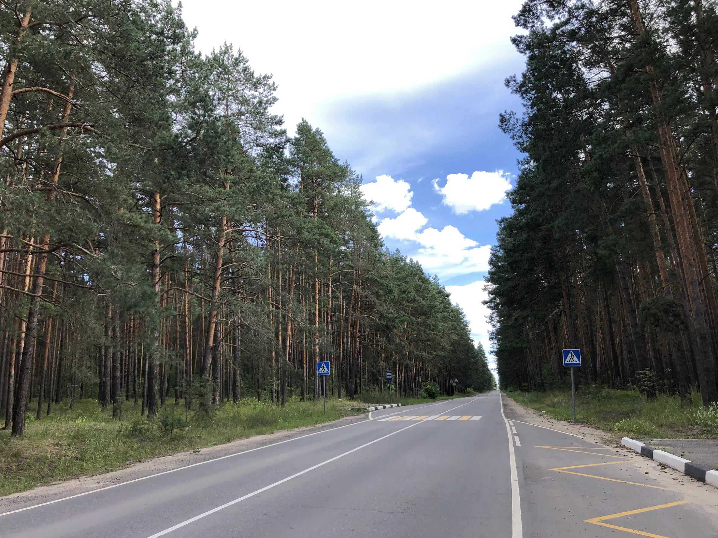 Хвойный лес вдоль дороги, фото 1