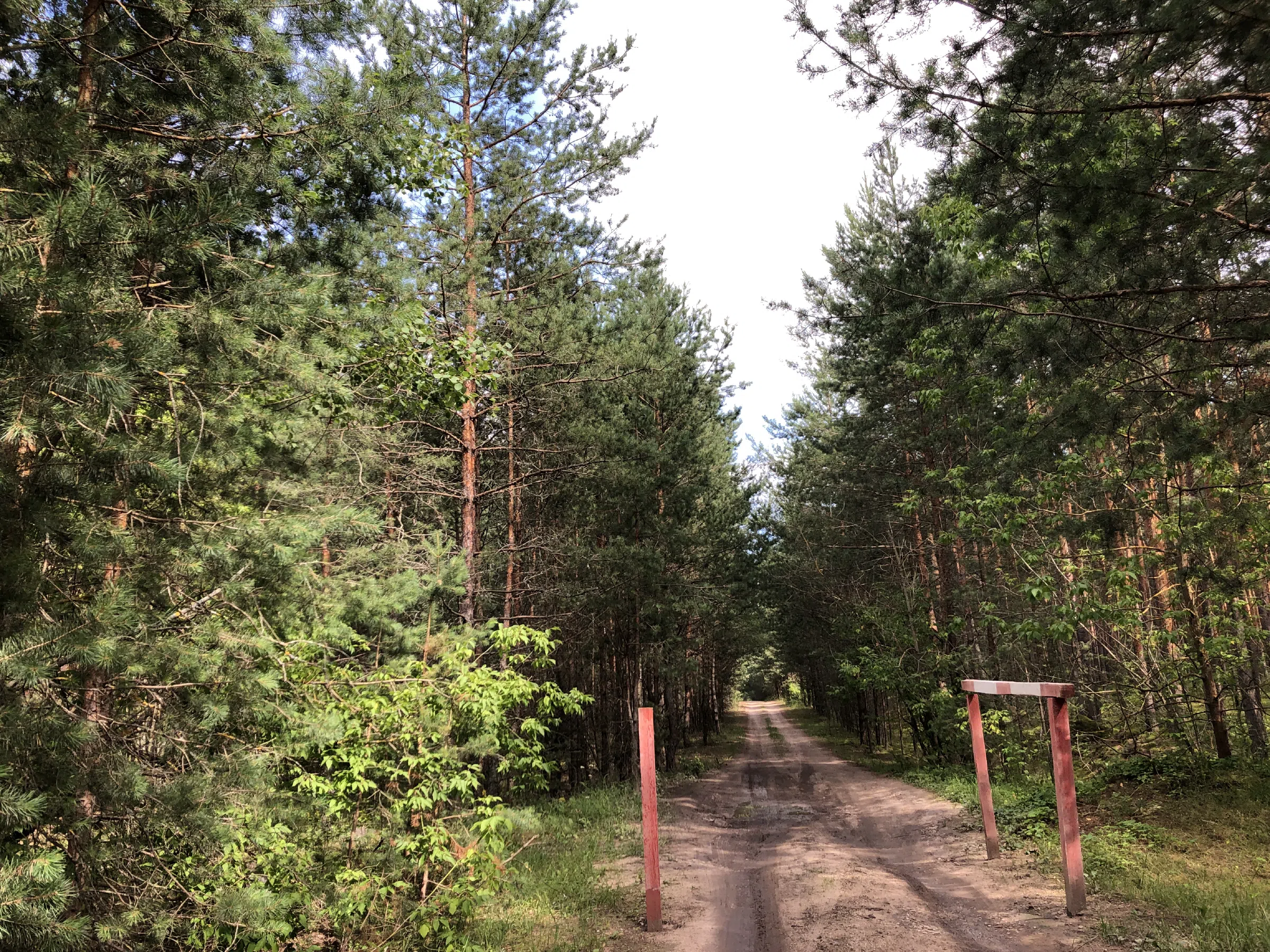 Хвойный лес вдоль дороги, фото 6