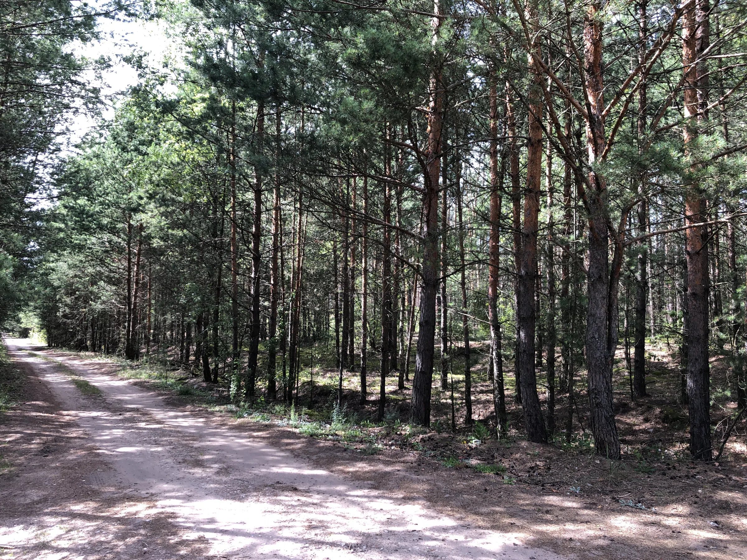 Хвойный лес вдоль дороги, фото 21